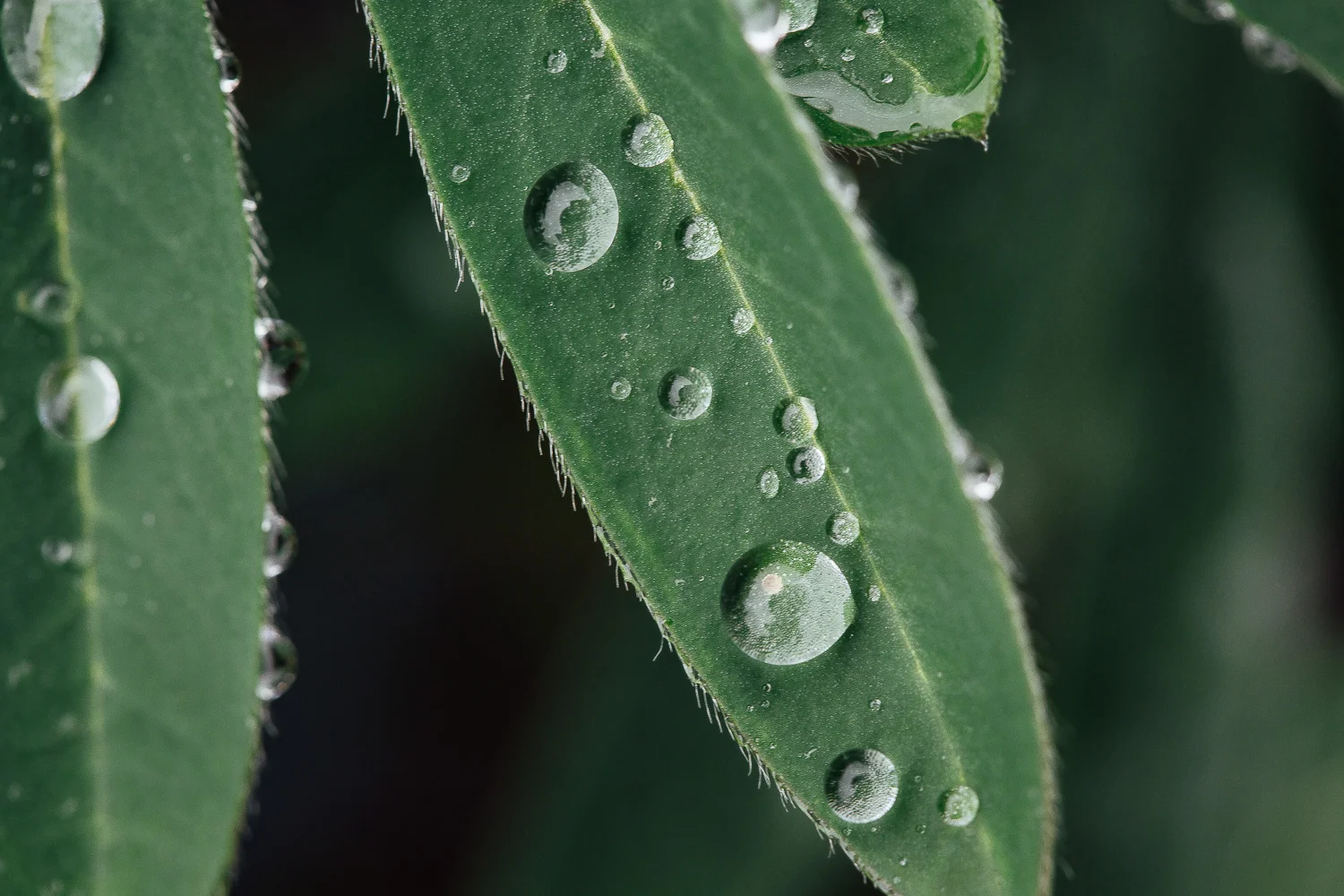 20150512-CHP_1443.jpg