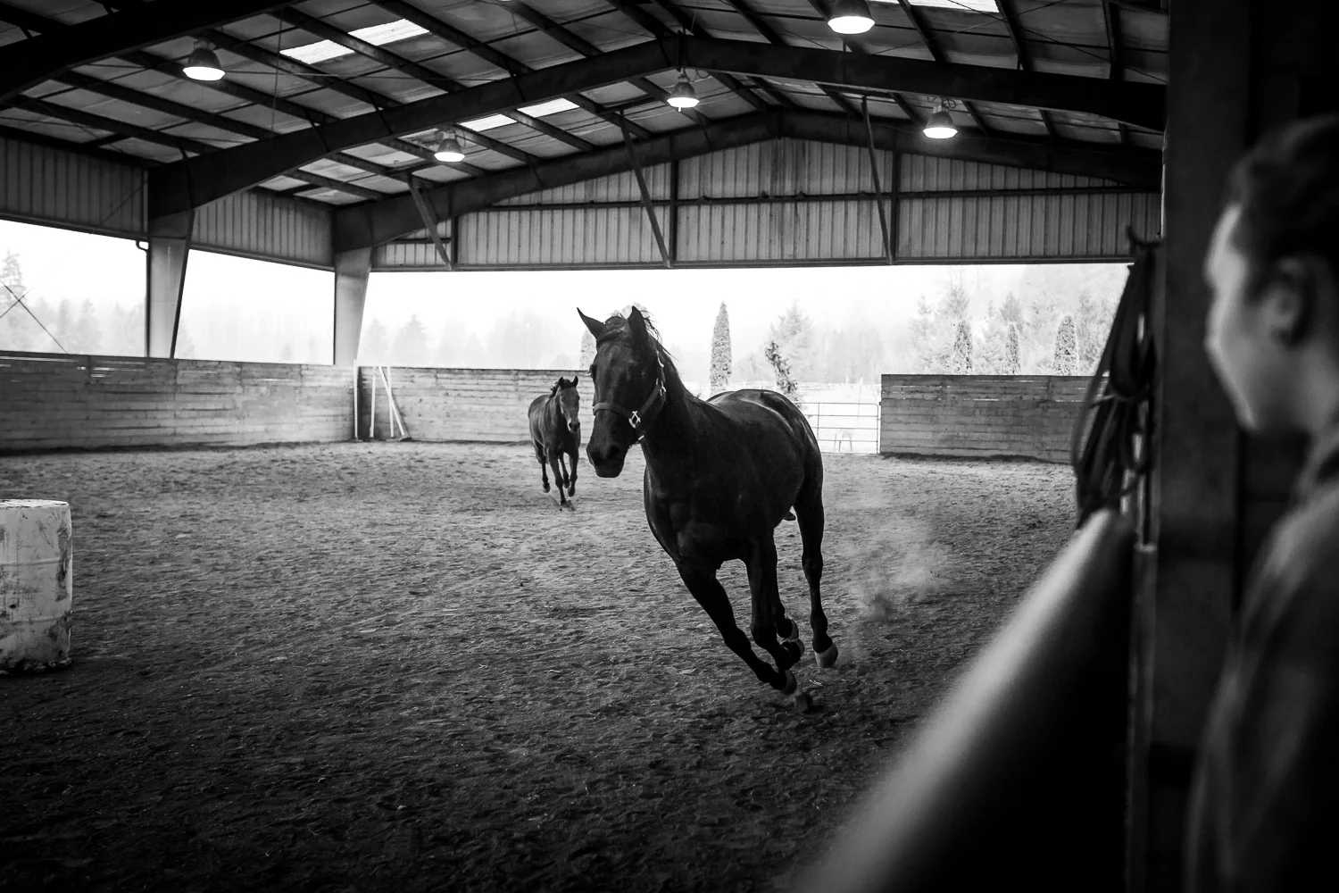 Horse Boarding and Training
