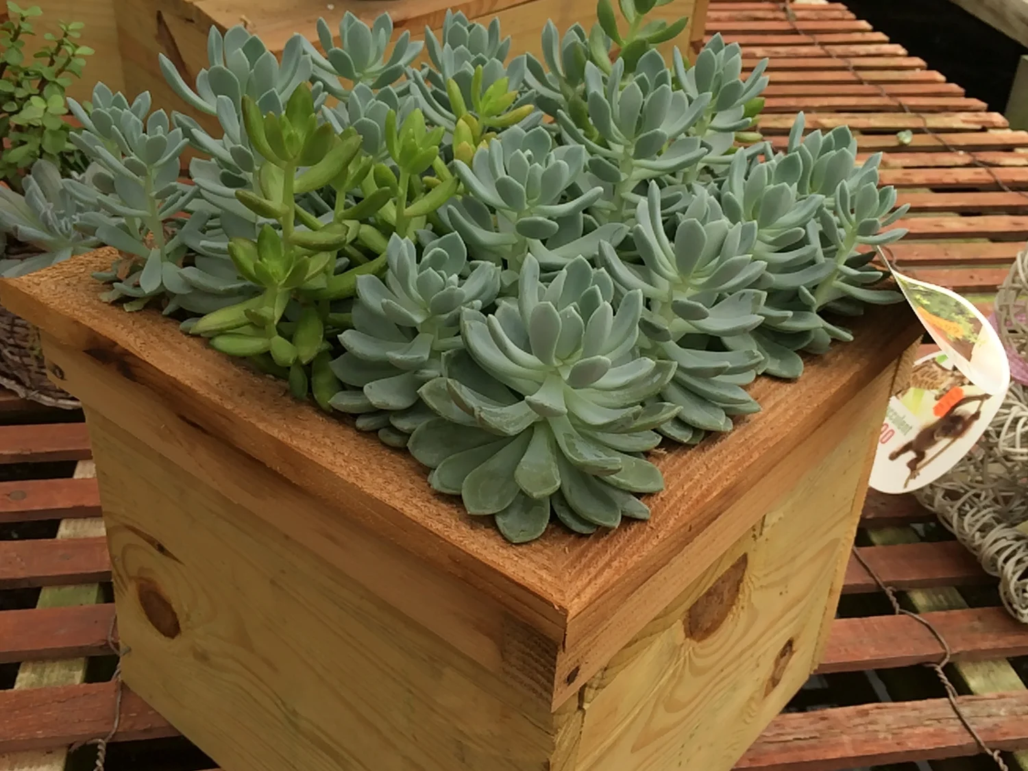 Succulents and Cacti  Plant and See Nursery