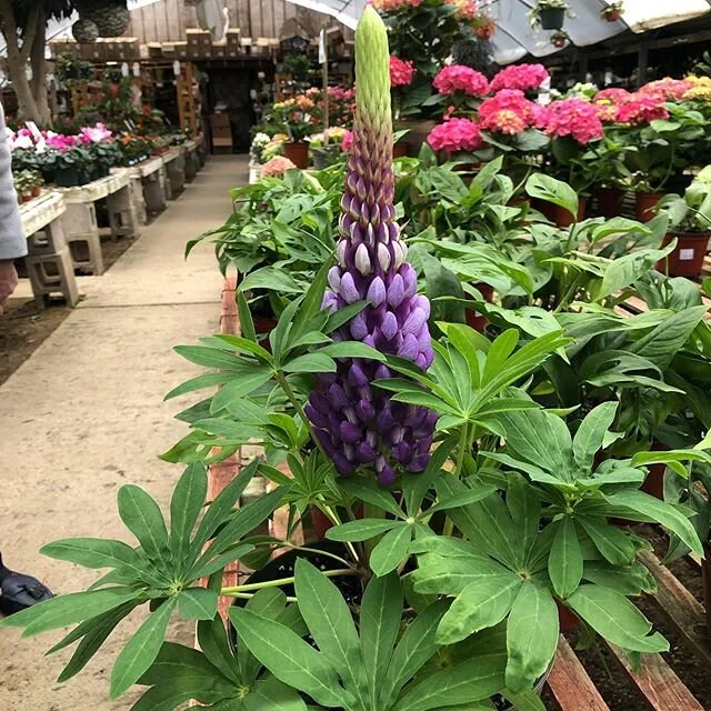 Plant And See Nursery plant-and-see-nursery