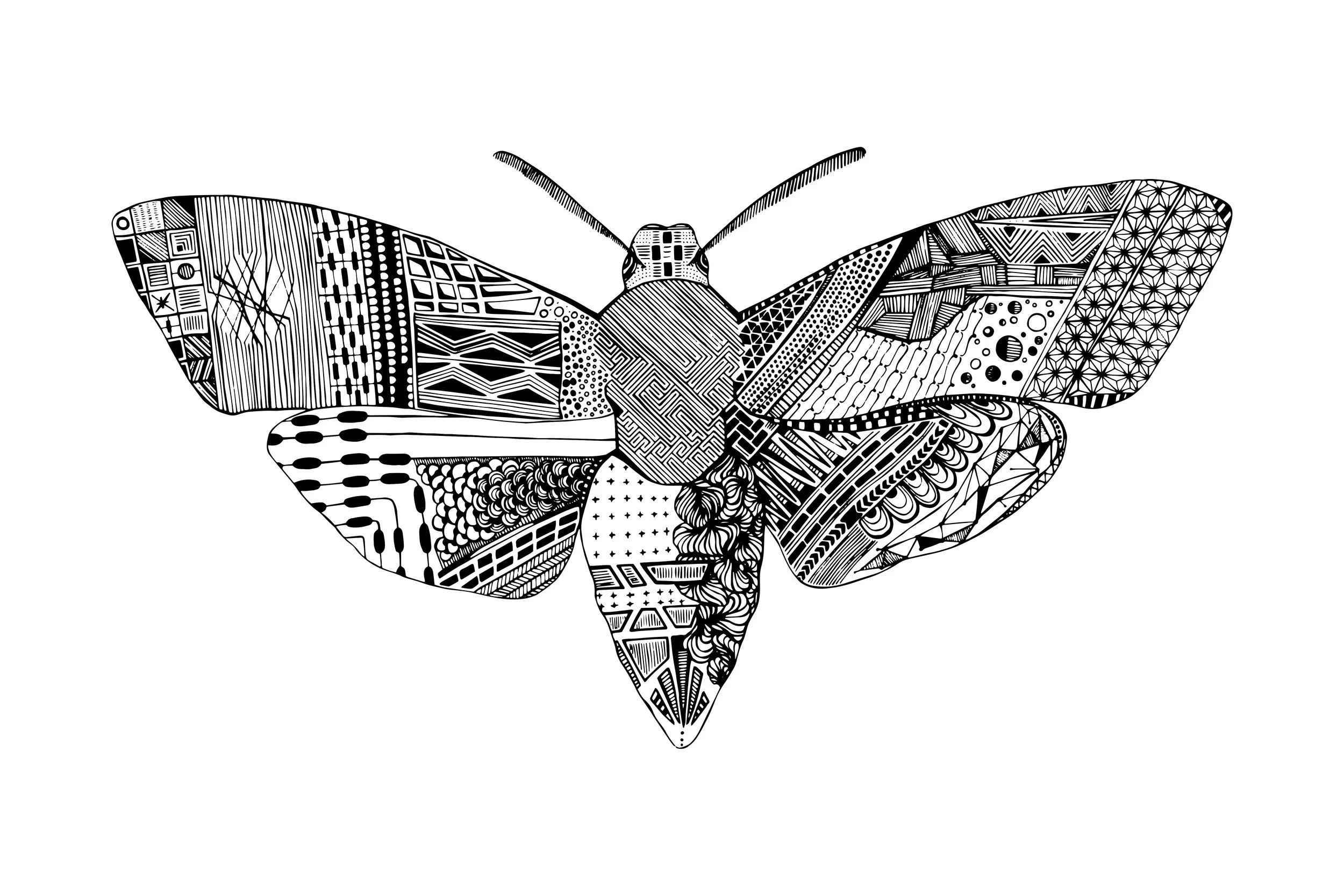 Death Head Moth 3-2.jpg