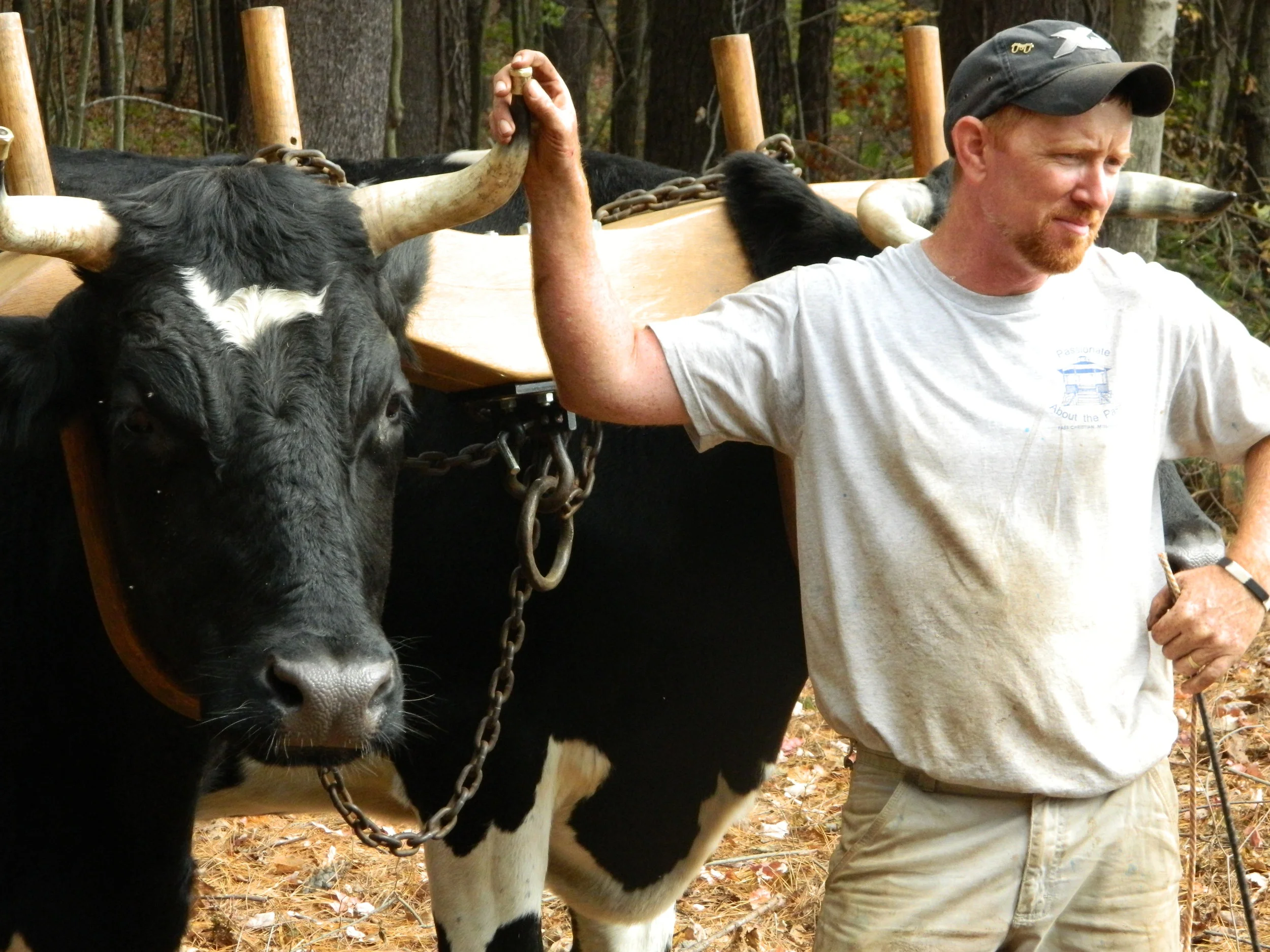 Low Impact Timber Harvesting