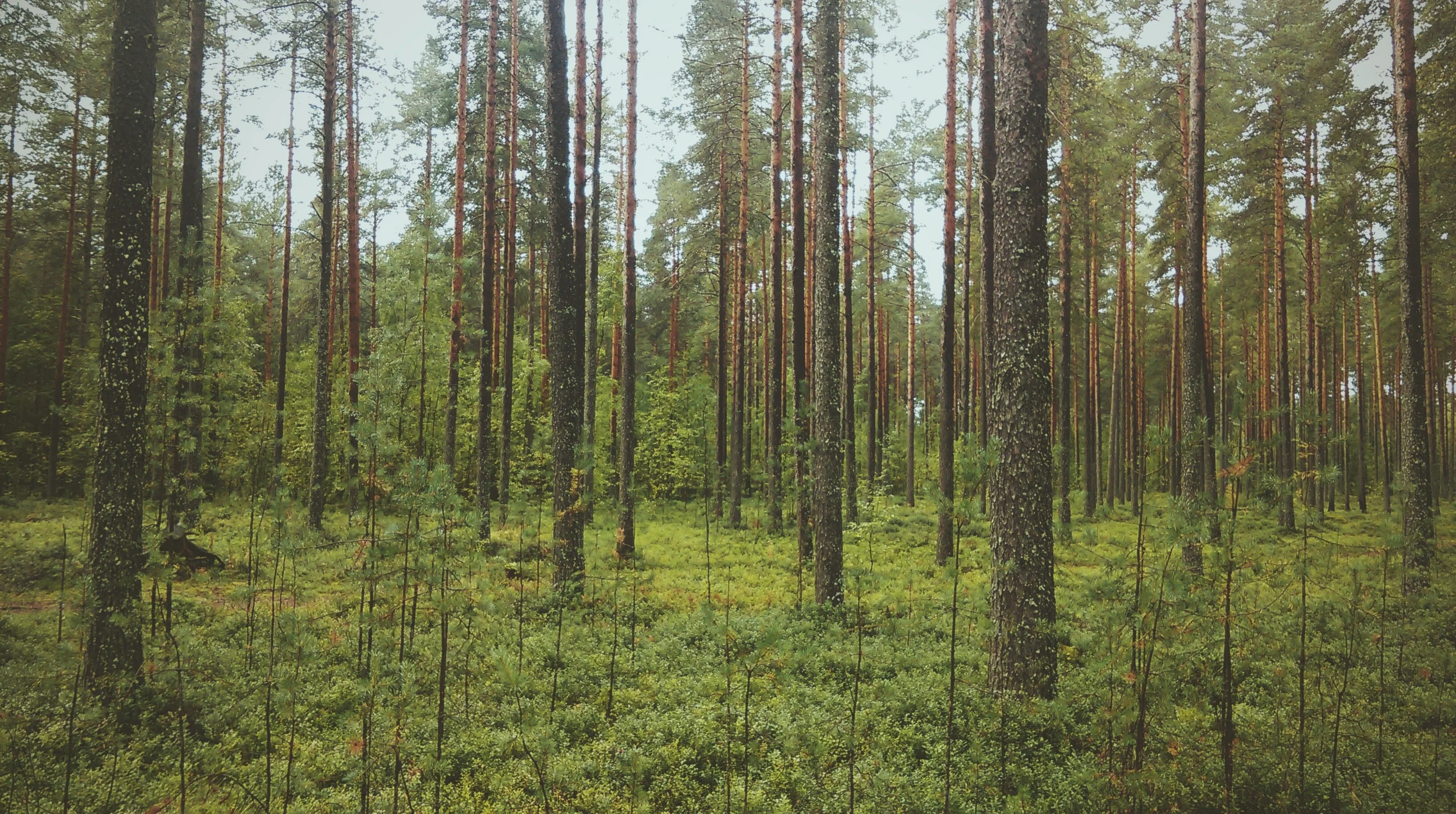 wood-forest-trees-green.jpg