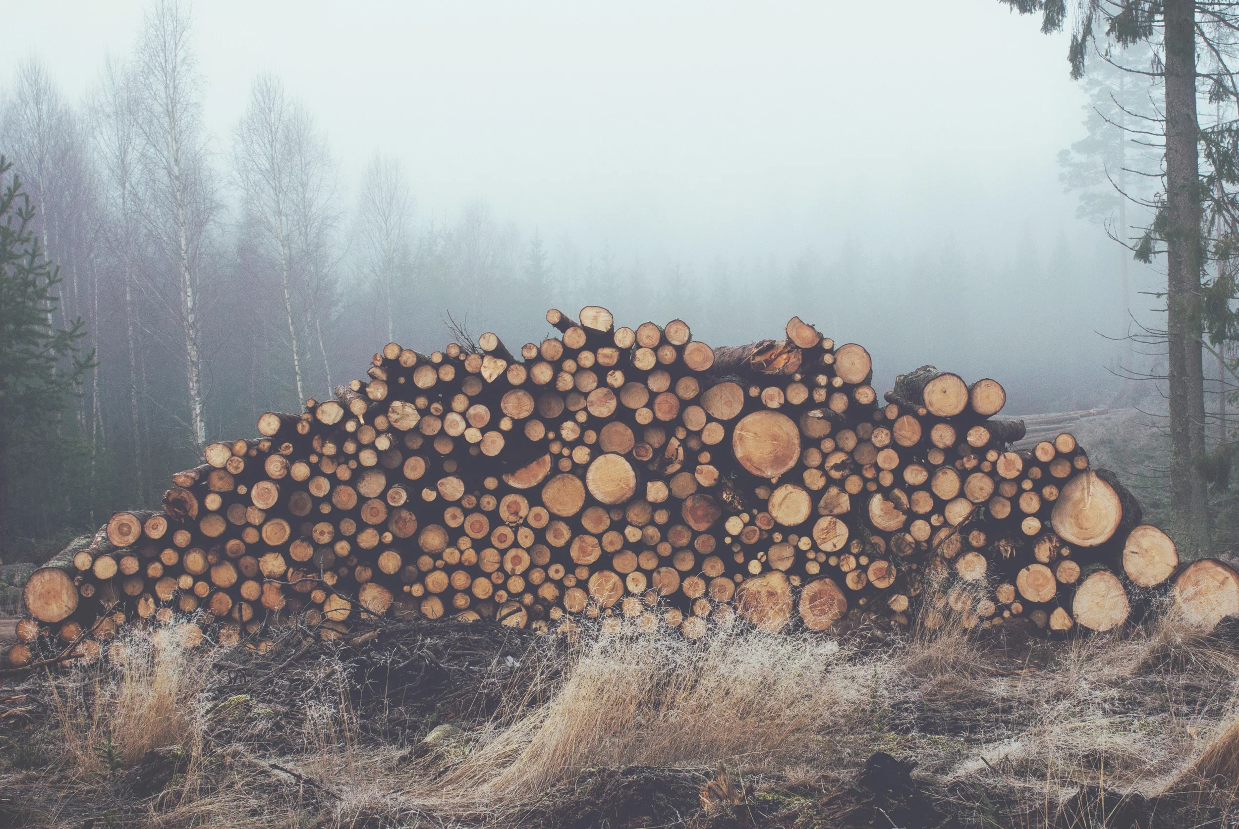 sad-trees2.jpg