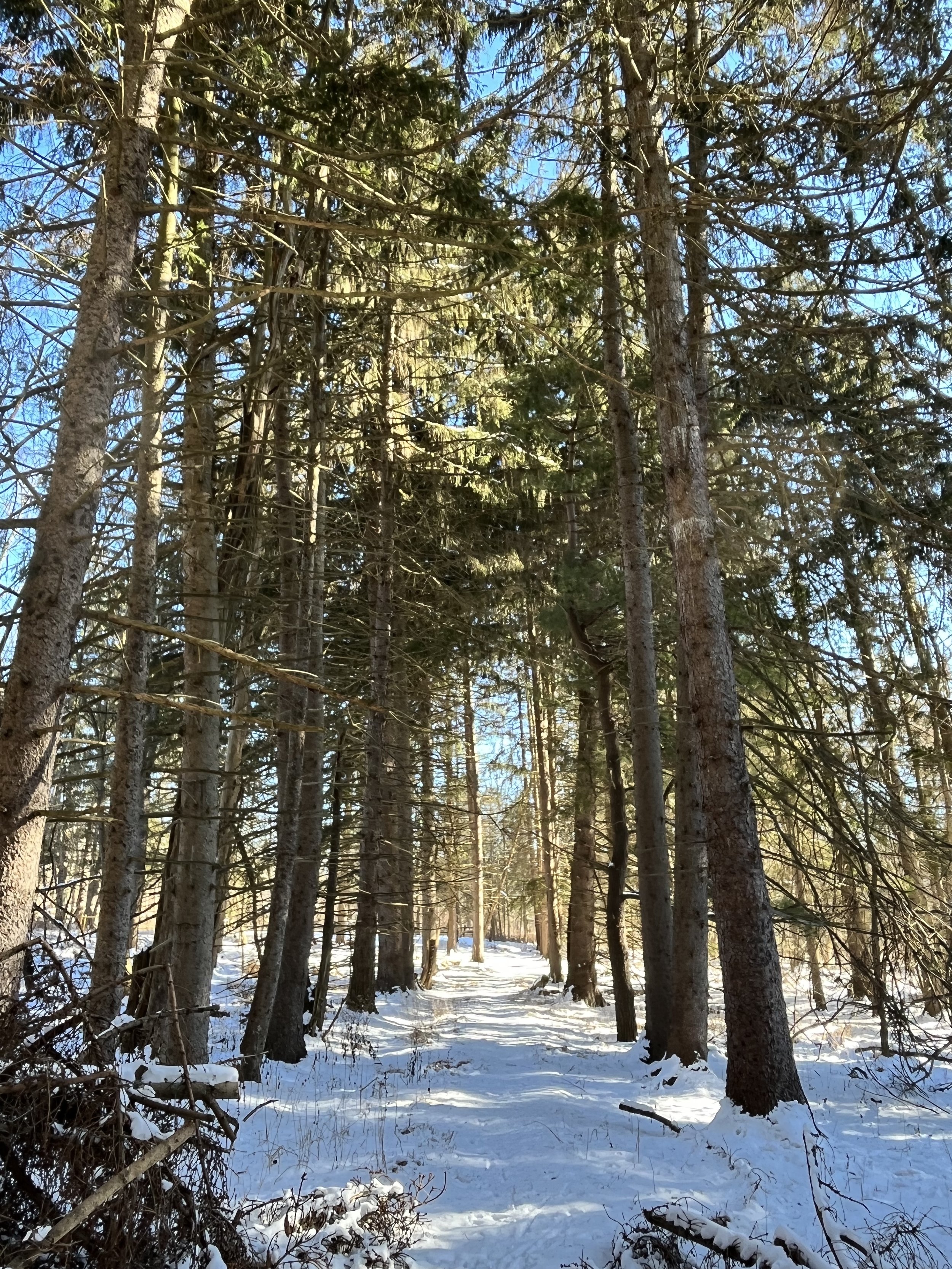 IMG_0309.jpeg
