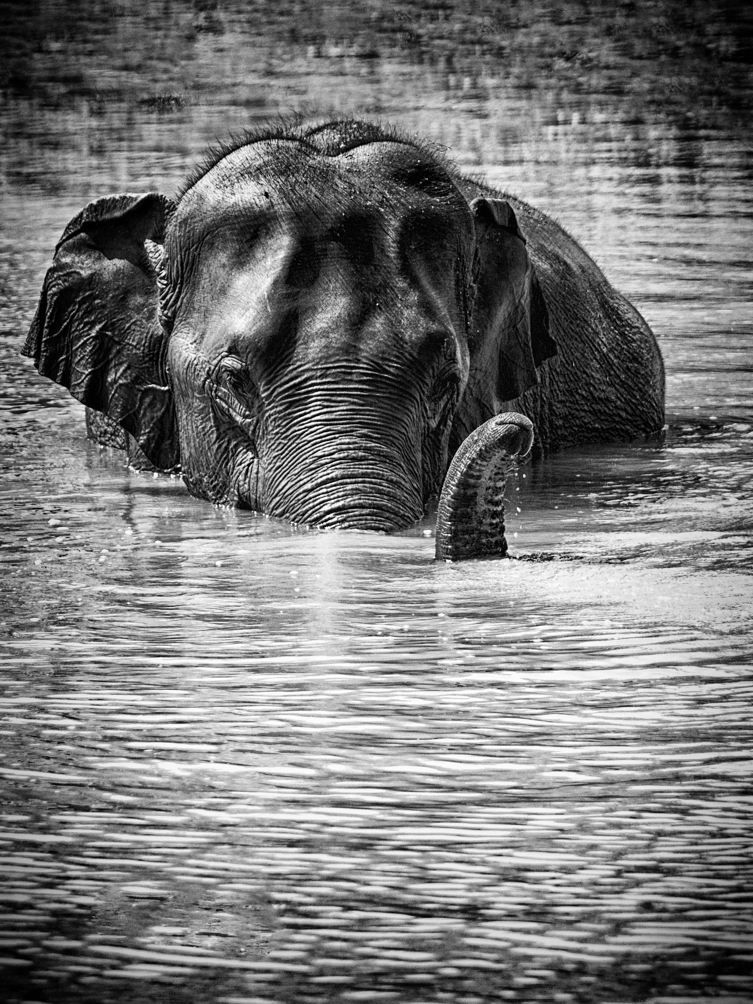 PINNAWALA, SRI LANKA