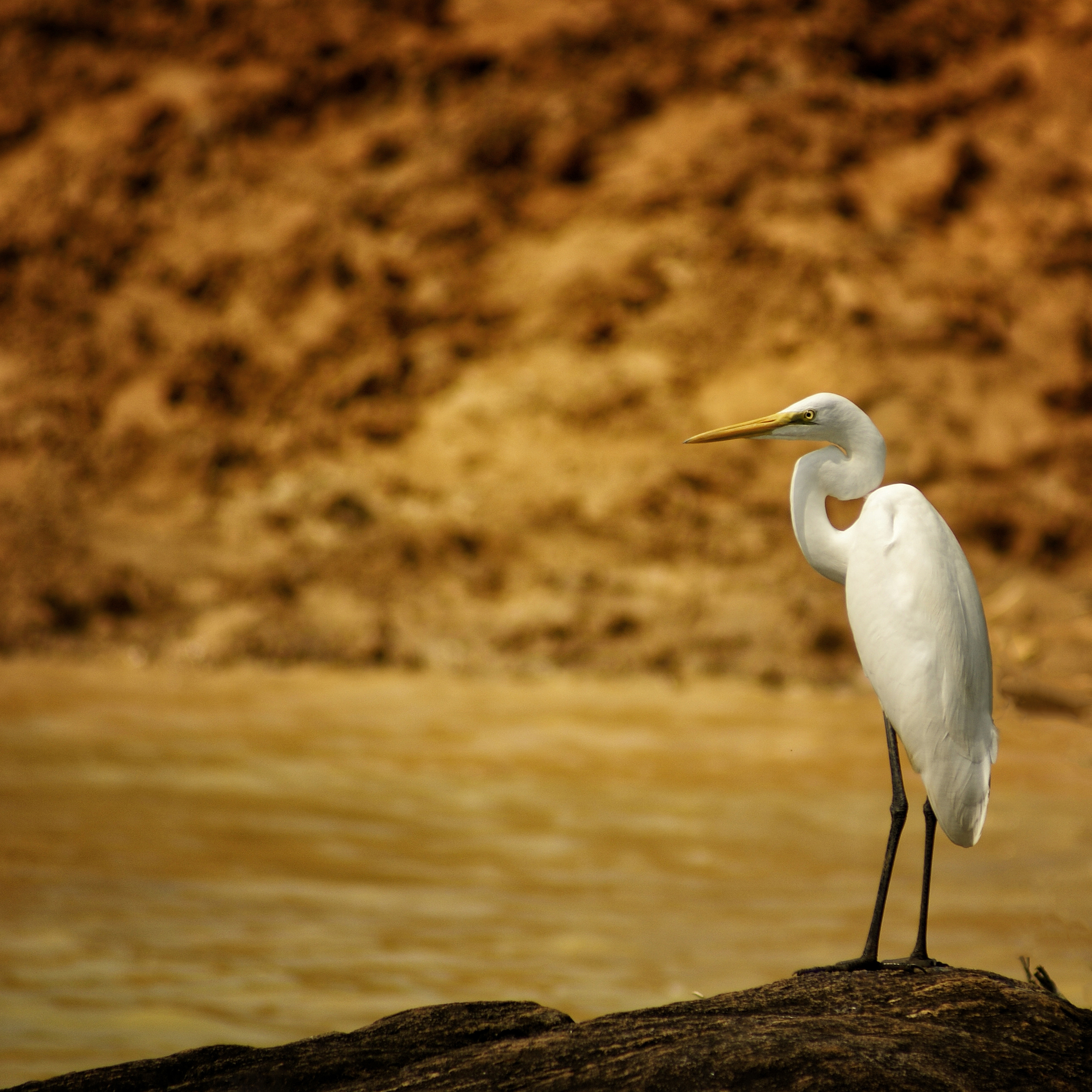  PINNAWALA, SRI LANKA 