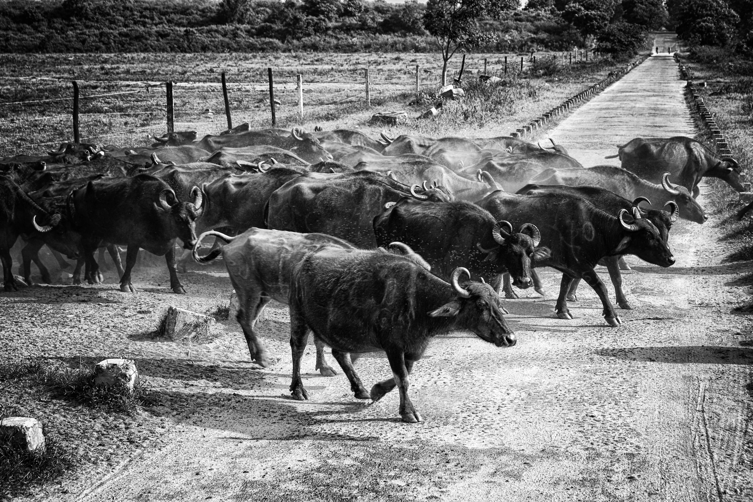 UDA WALAVE, SRI LANKA