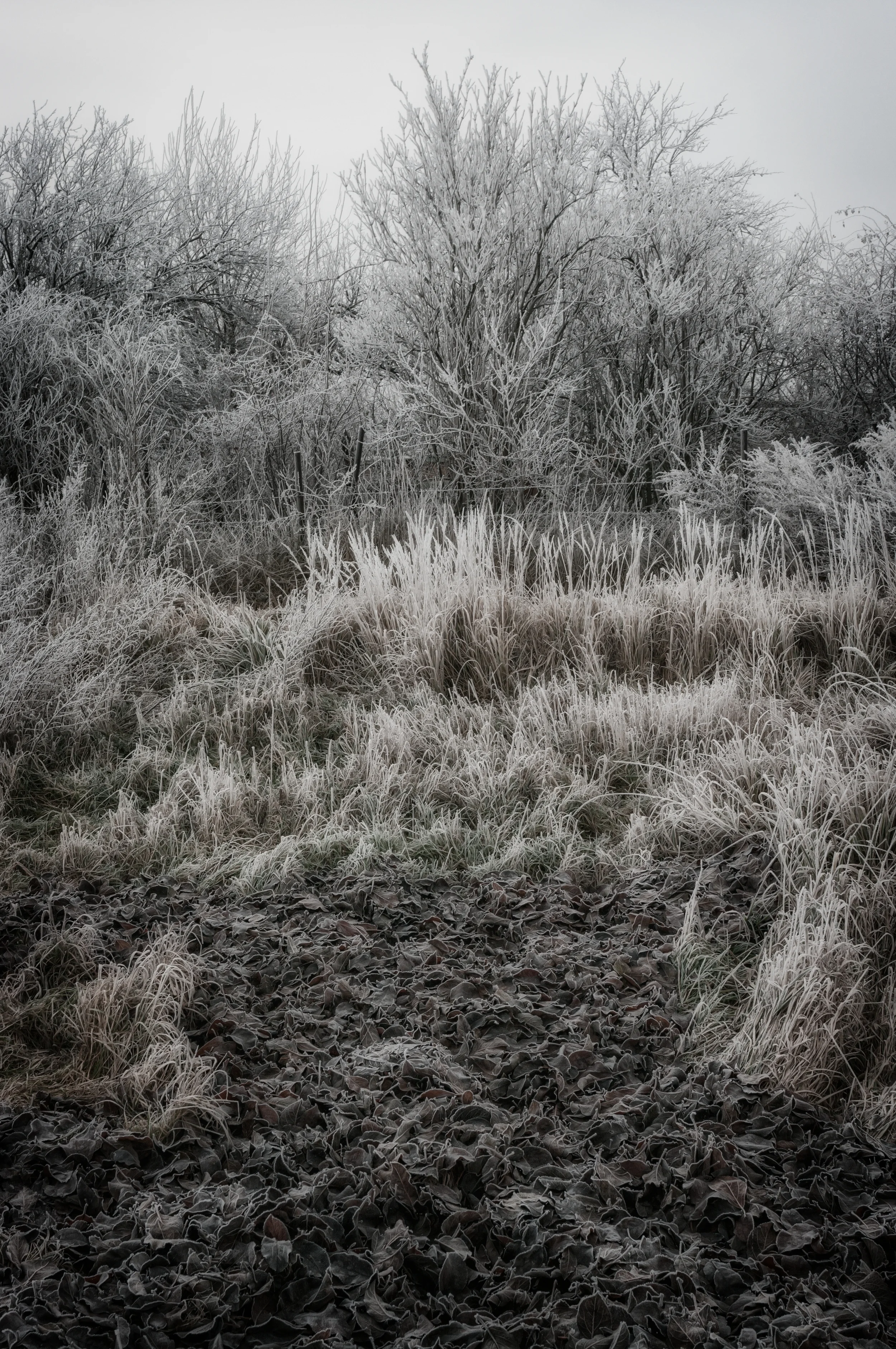 HORNA KRALOVA