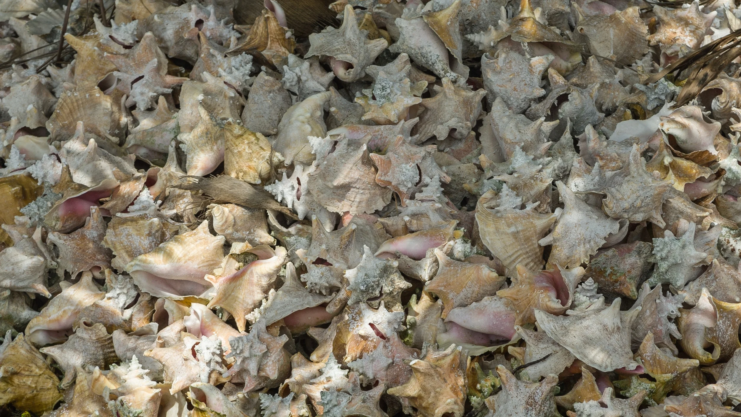 TOBACCO CAYE, BELIZE