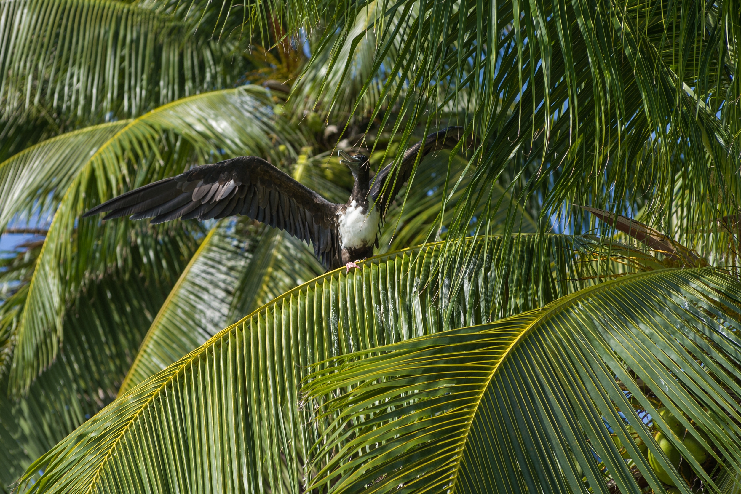  TOBACCO CAYE, BELIZE 