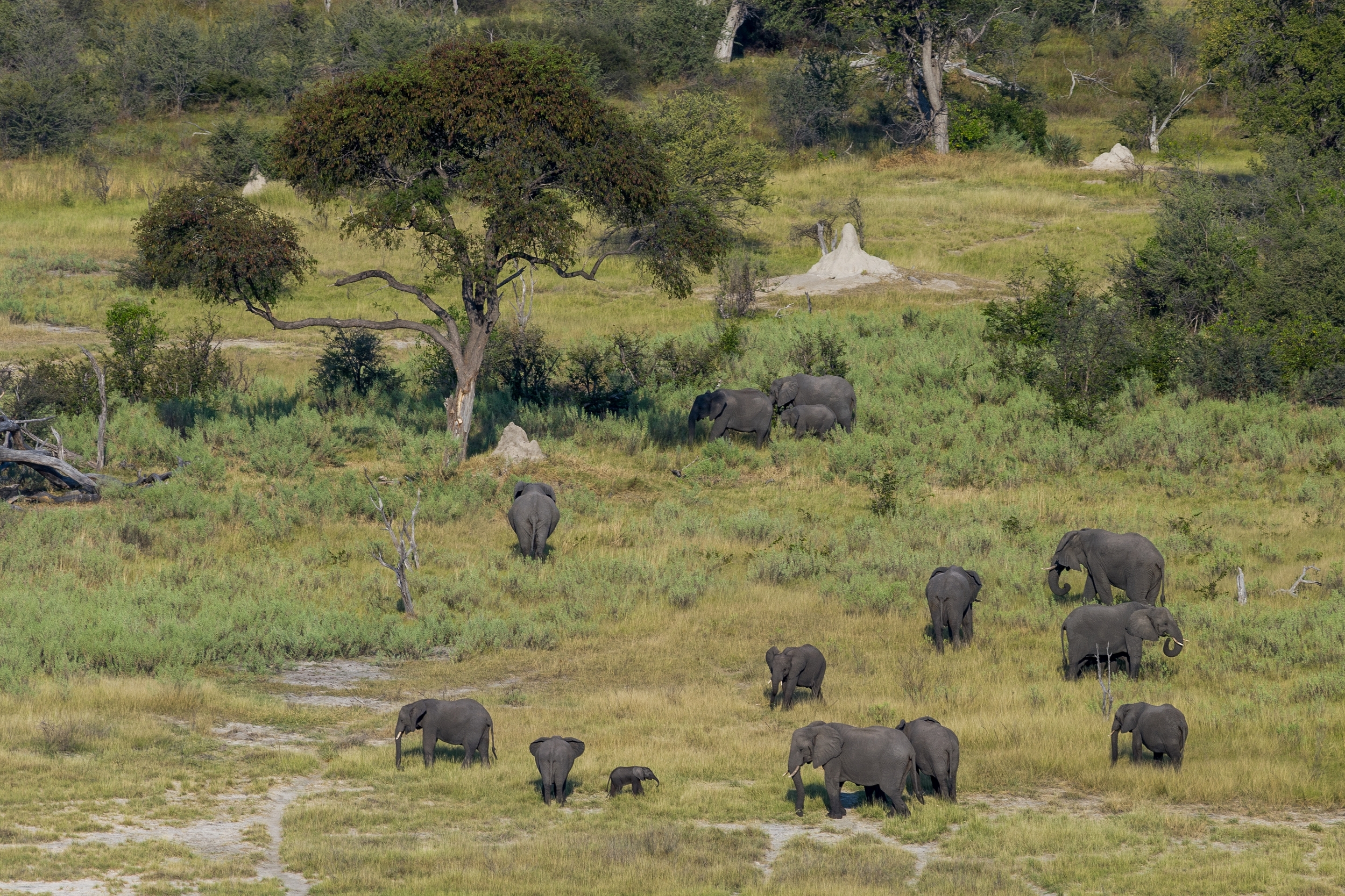  OKAVANGO DELTA, BOTSWANA 