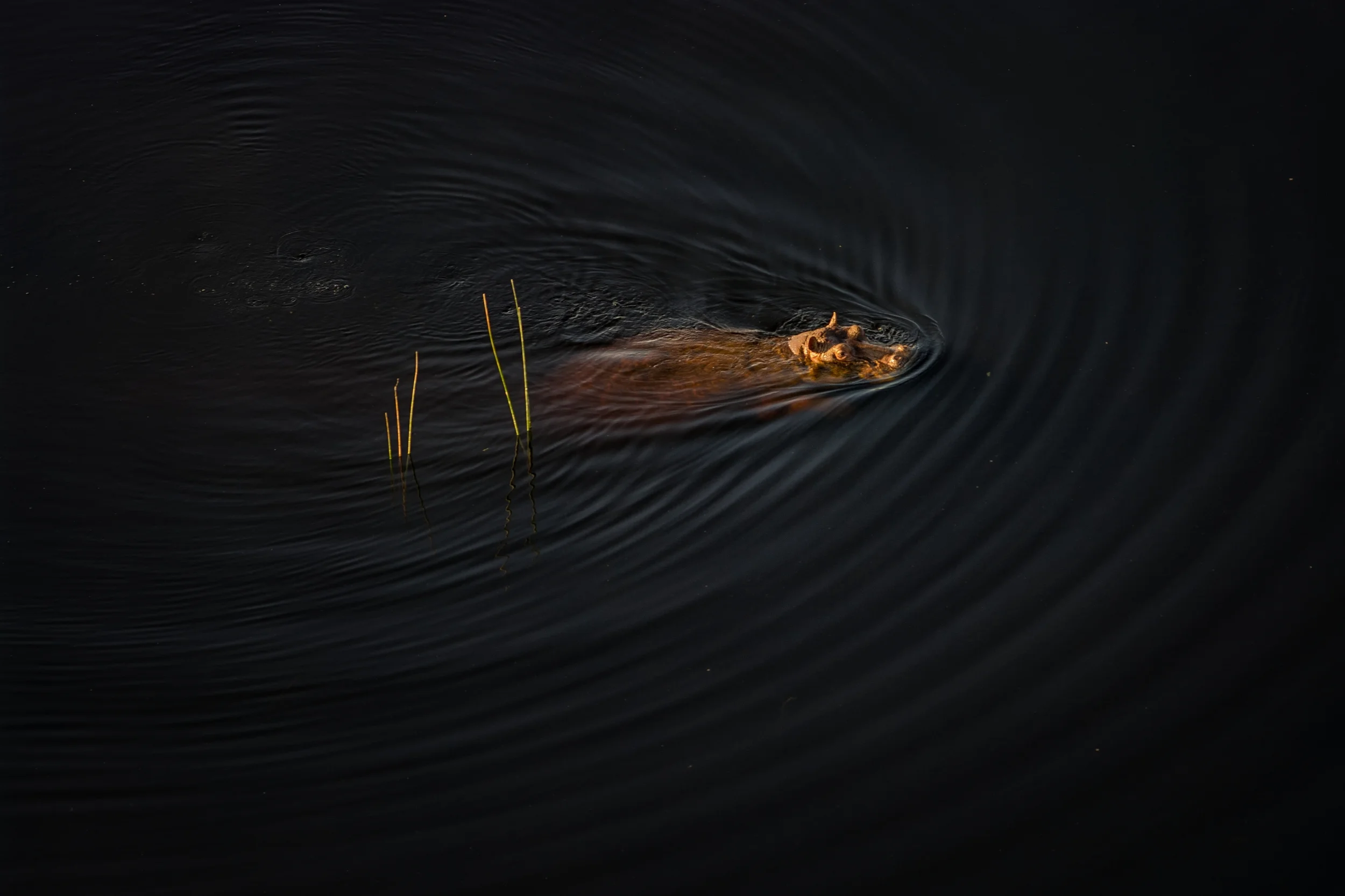 OKAVANGO DELTA, BOTSWANA