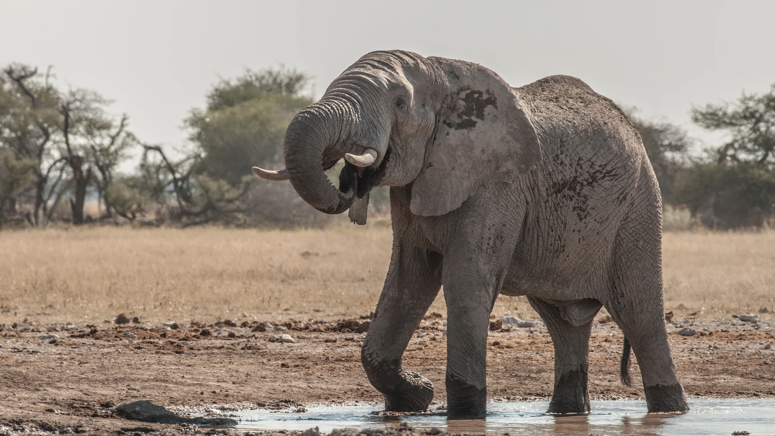 NXAI PAN, BOTSWANA