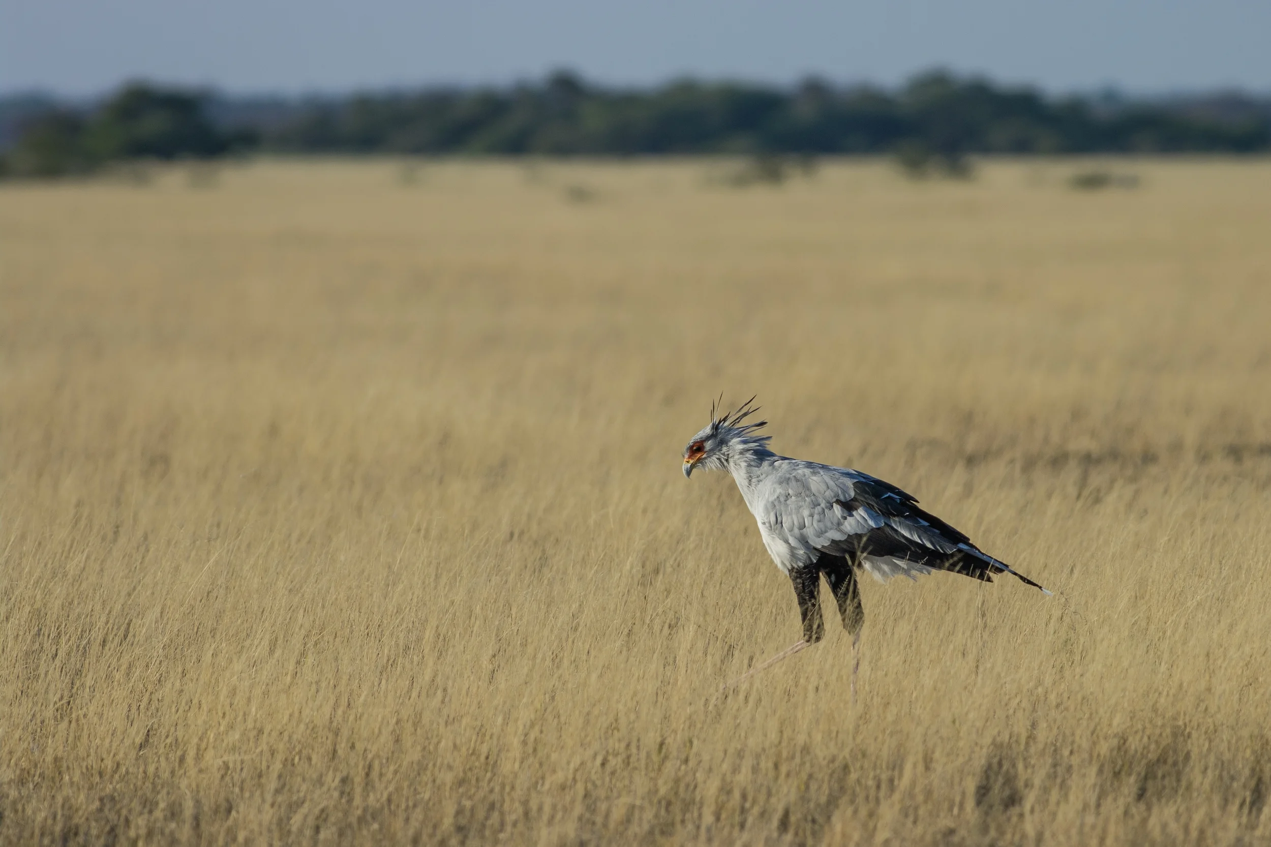 NXAI PAN, BOTSWANA