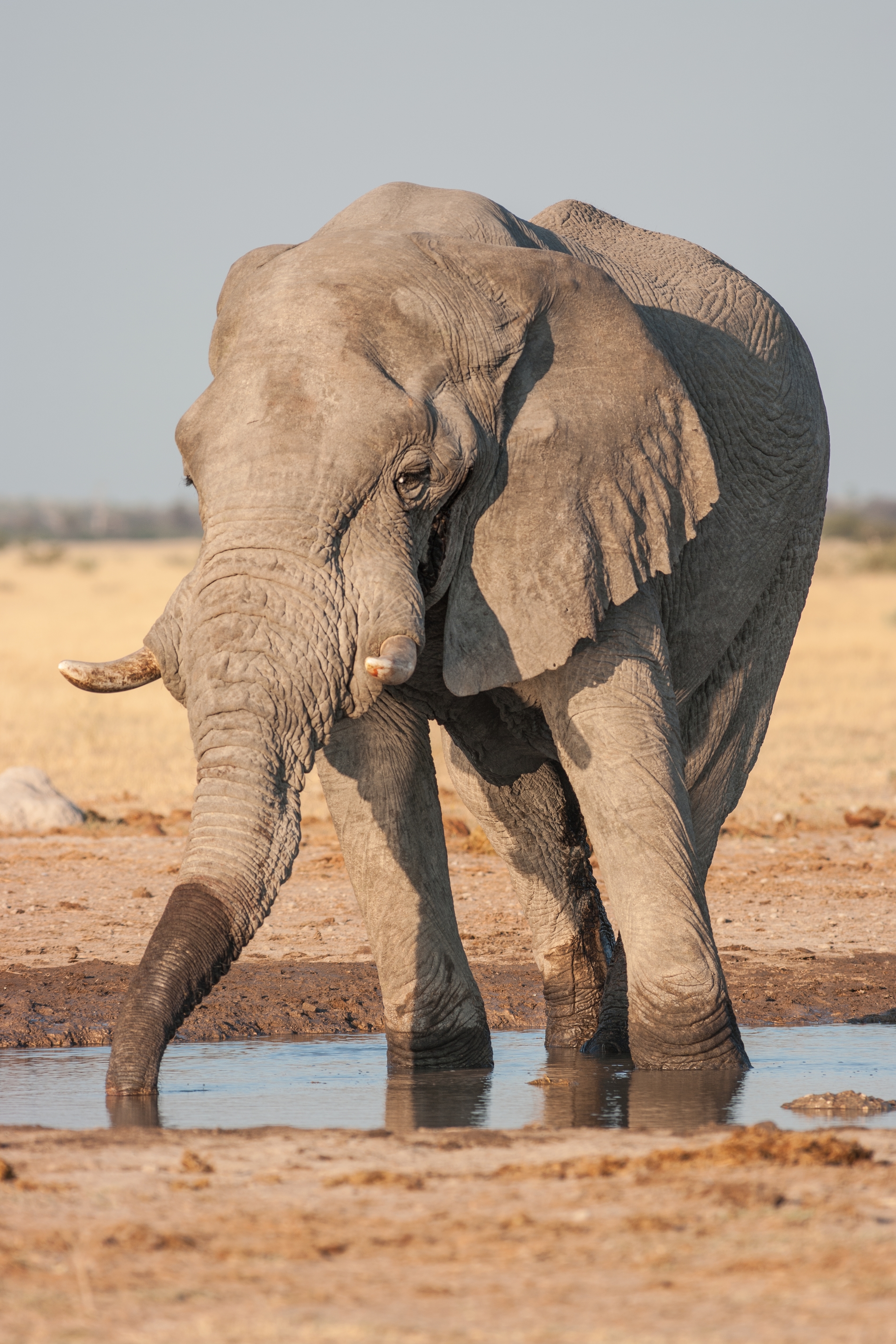  NXAI PAN, BOTSWANA 