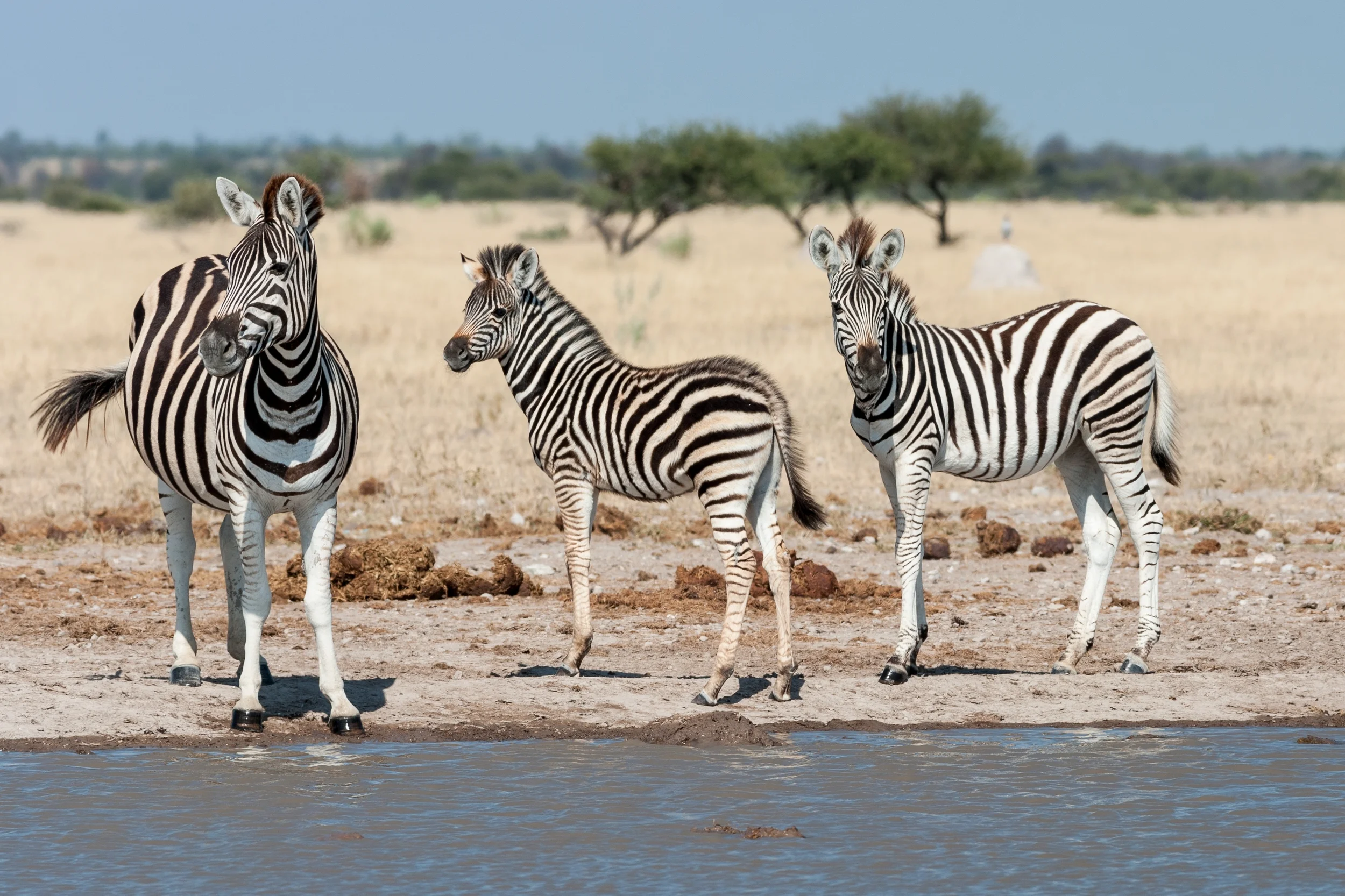 NXAI PAN, BOTSWANA
