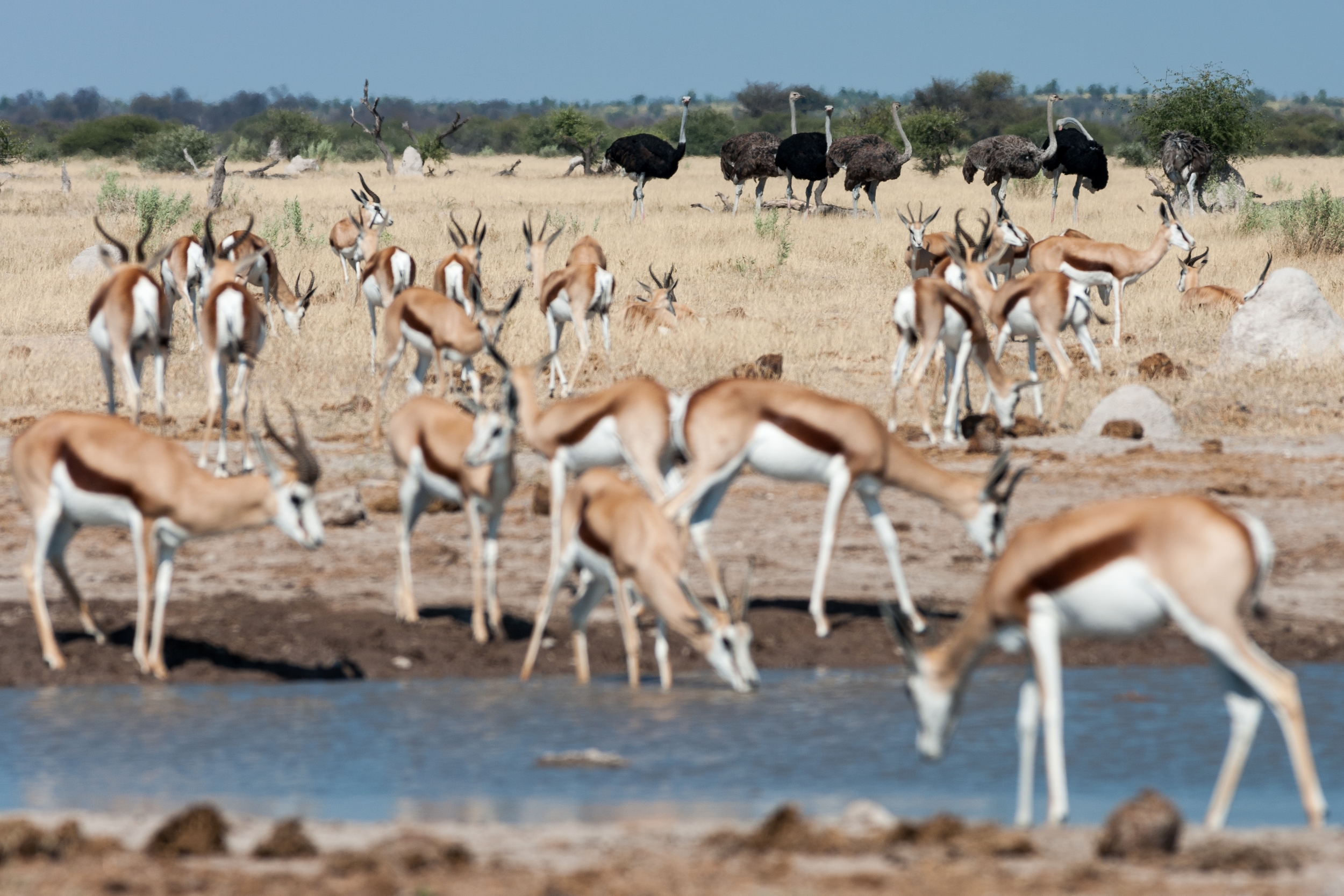  NXAI PAN, BOTSWANA 