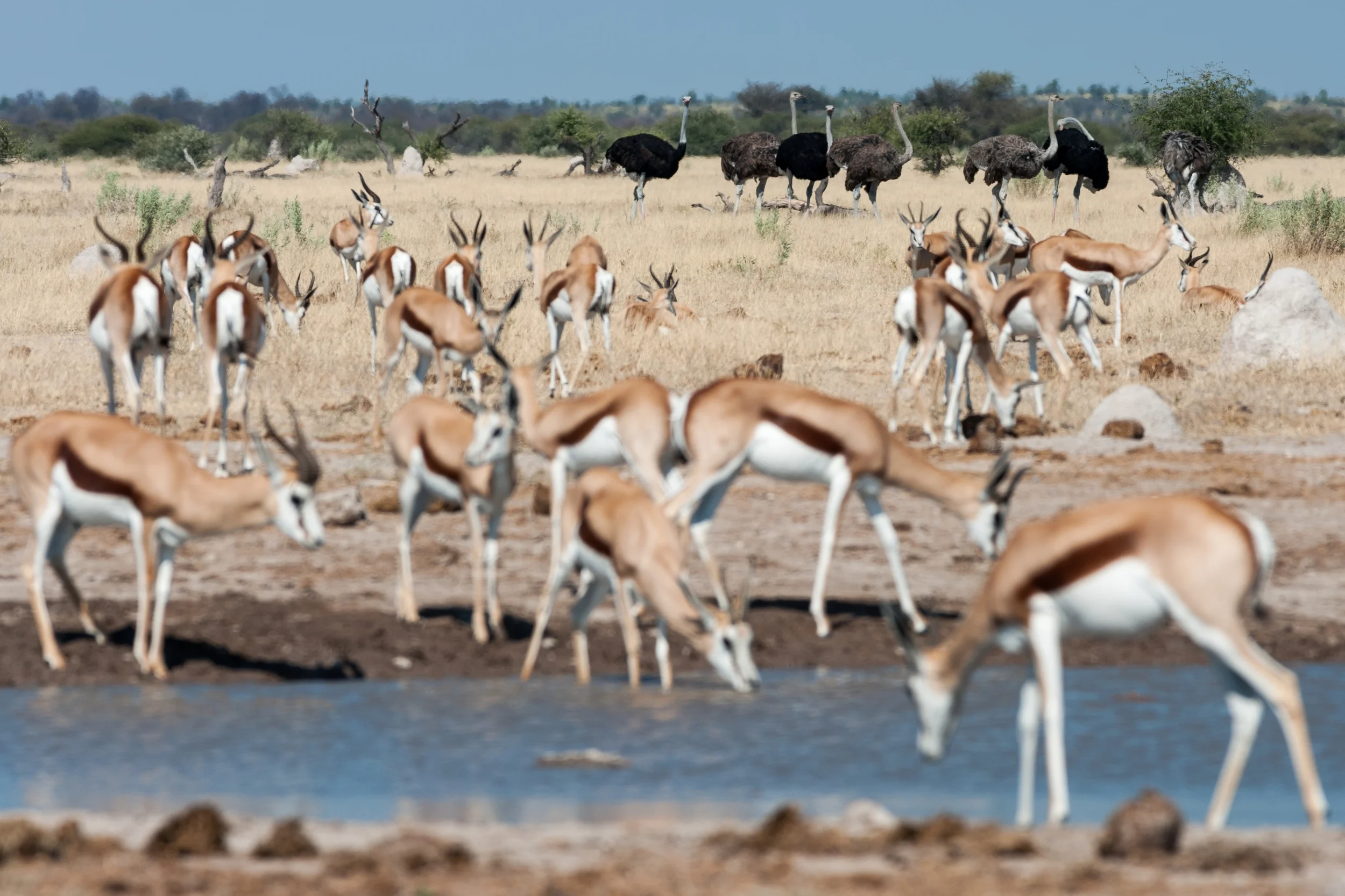 NXAI PAN, BOTSWANA