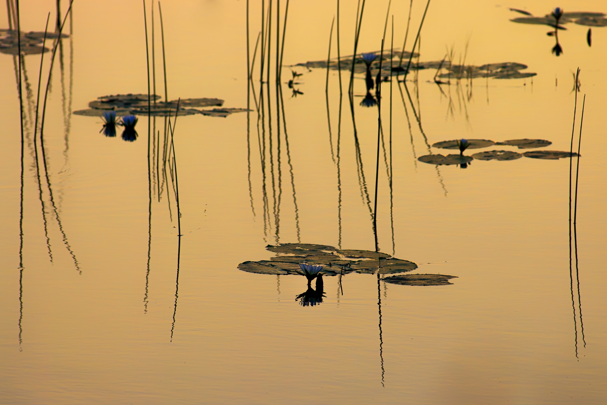  OKAVANGO DELTA, BOTSWANA 