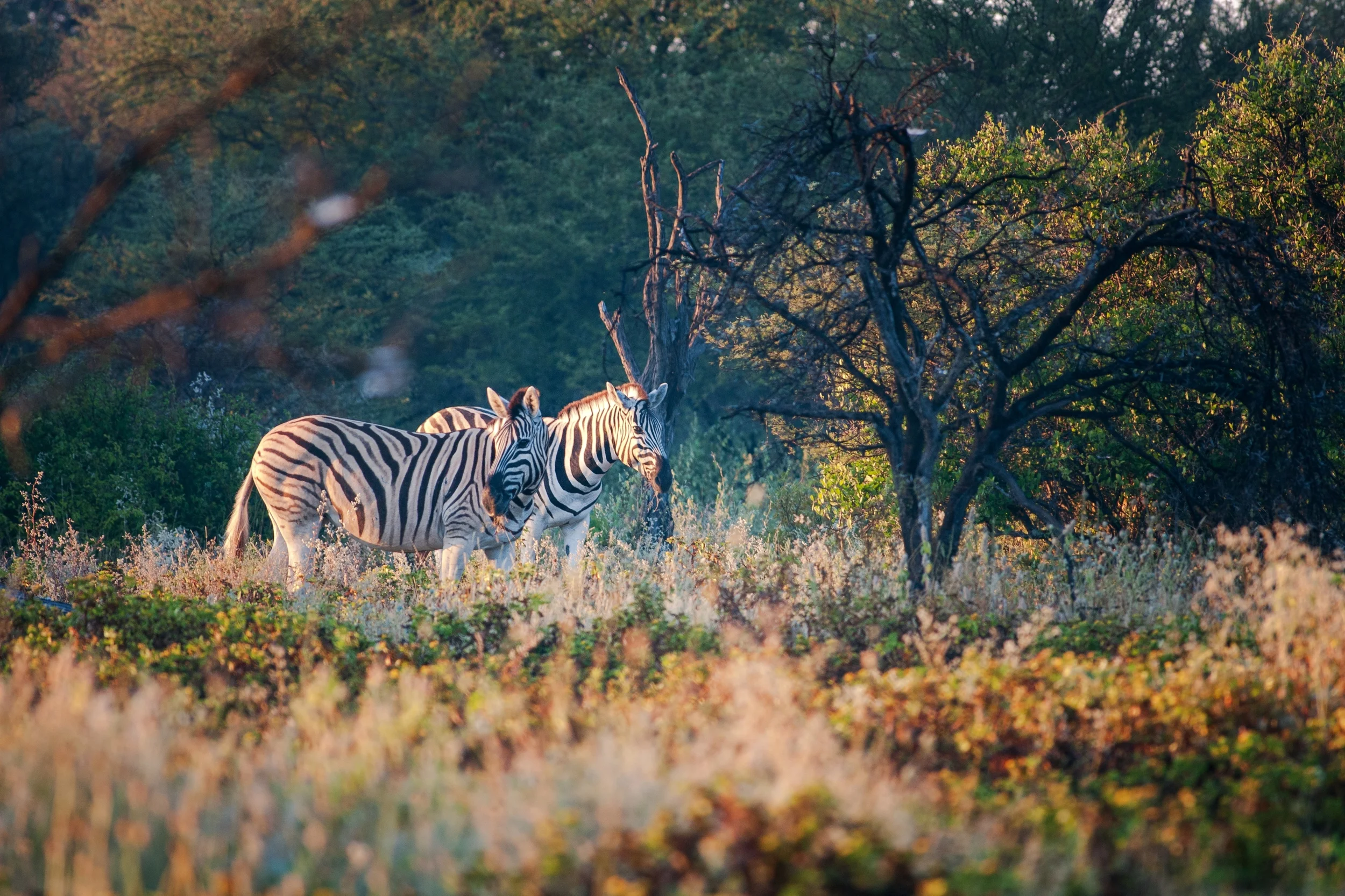 ETOSHA, NAMIBIA