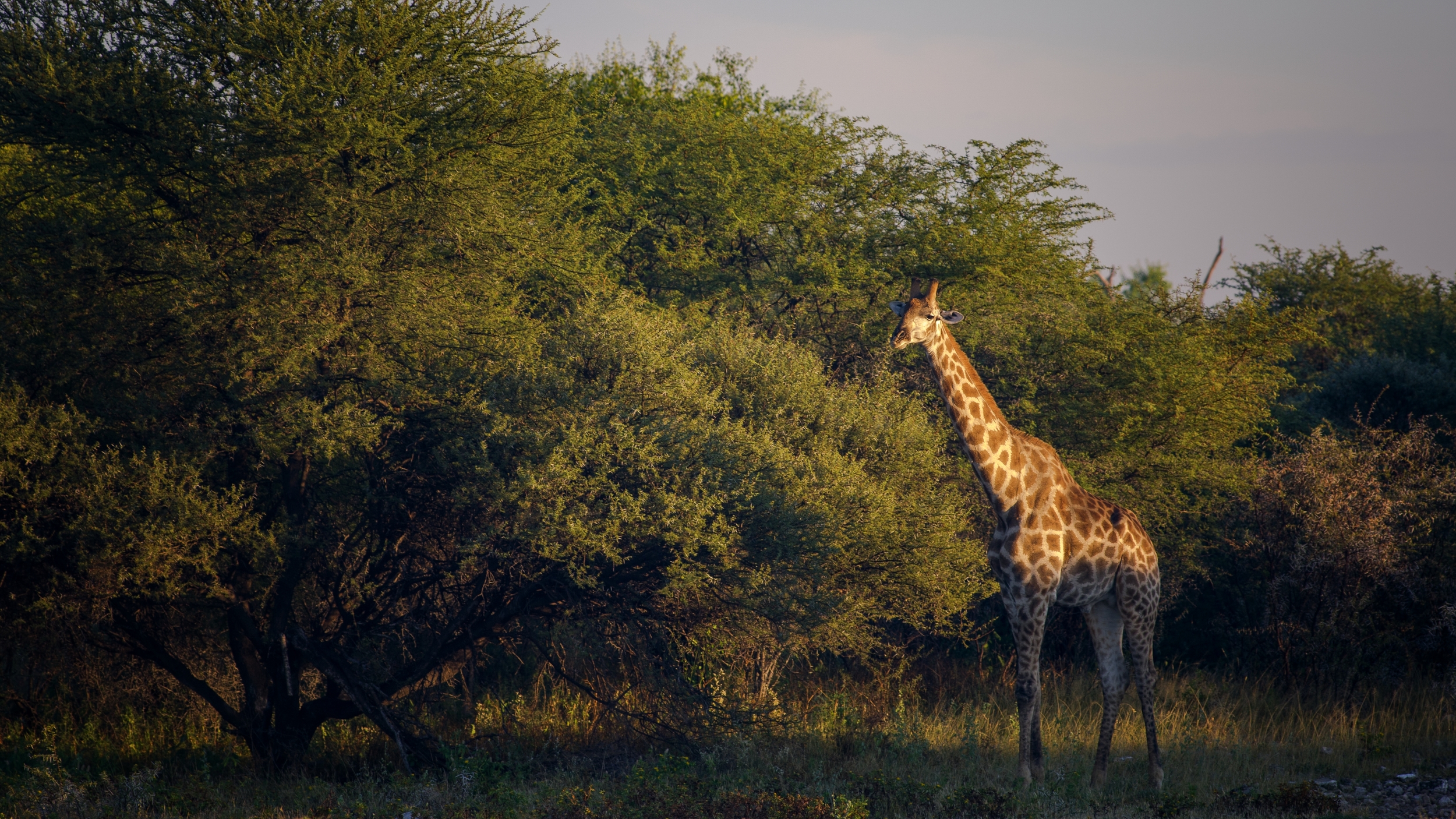  ETOSHA, NAMIBIA 