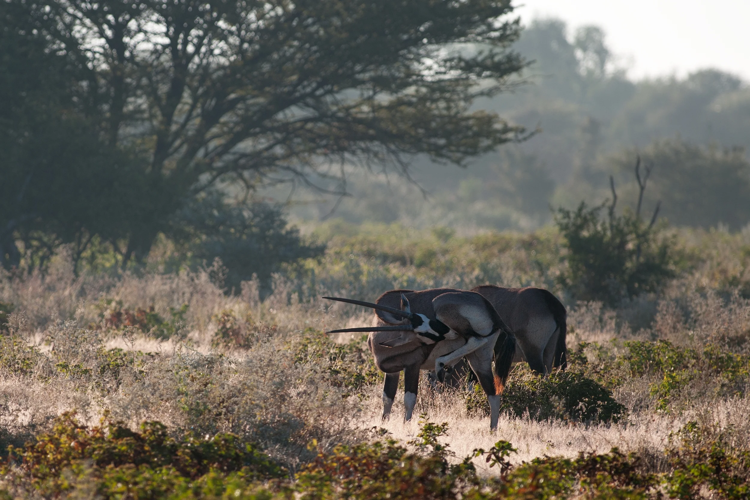 ETOSHA, NAMIBIA