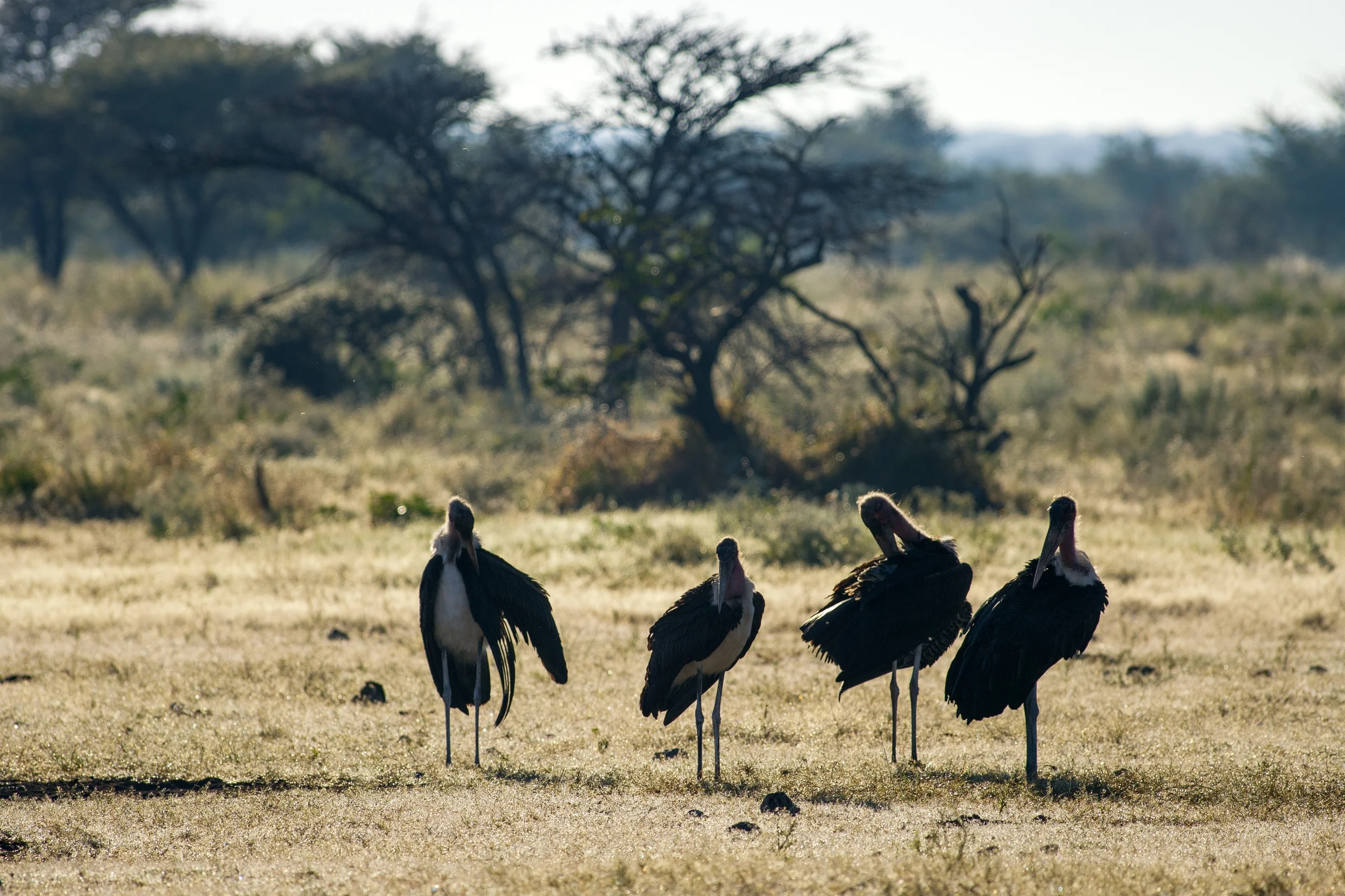 ETOSHA, NAMIBIA
