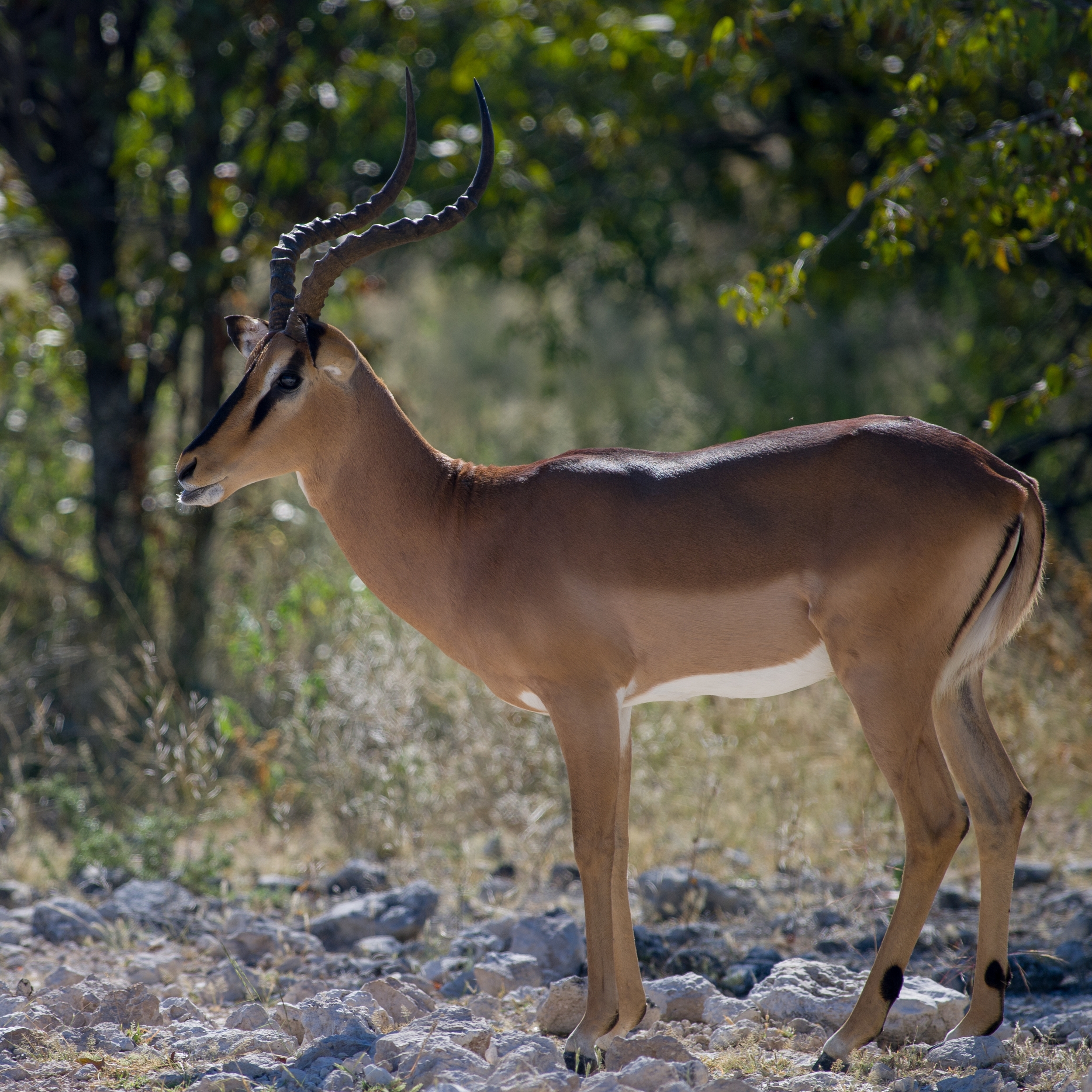  ETOSHA, NAMIBIA 