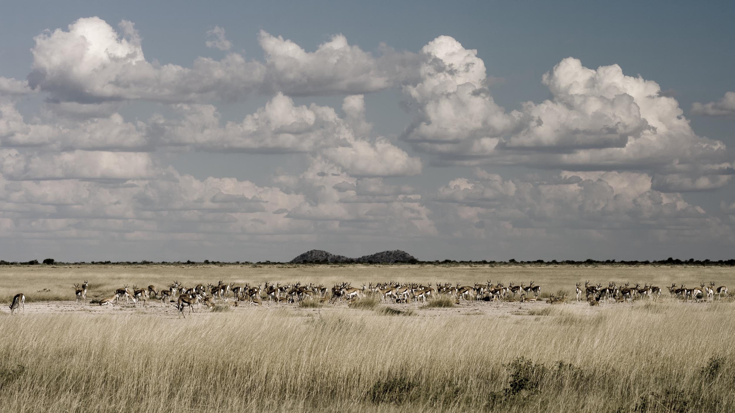  ETOSHA, NAMIBIA 