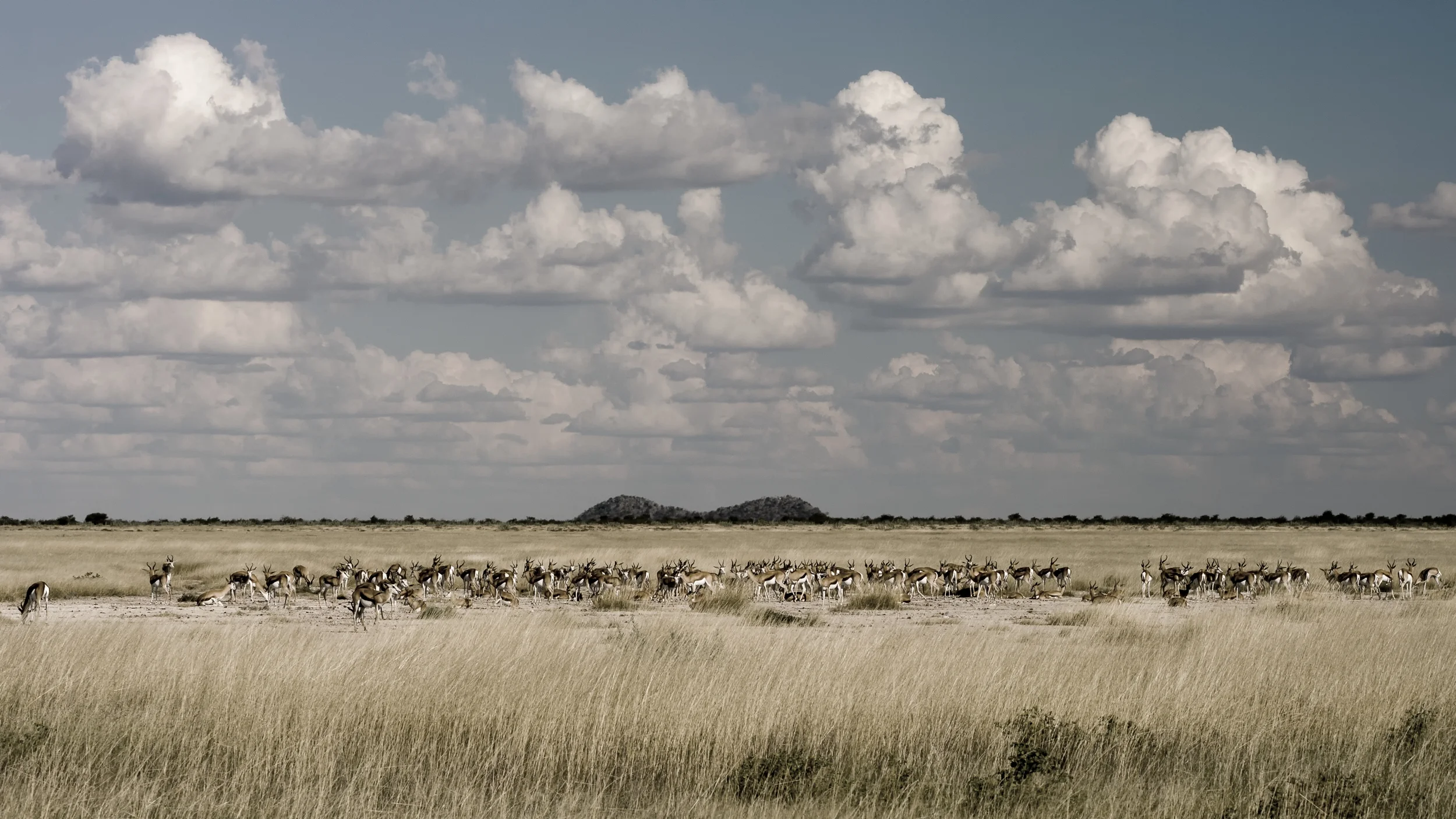 ETOSHA, NAMIBIA