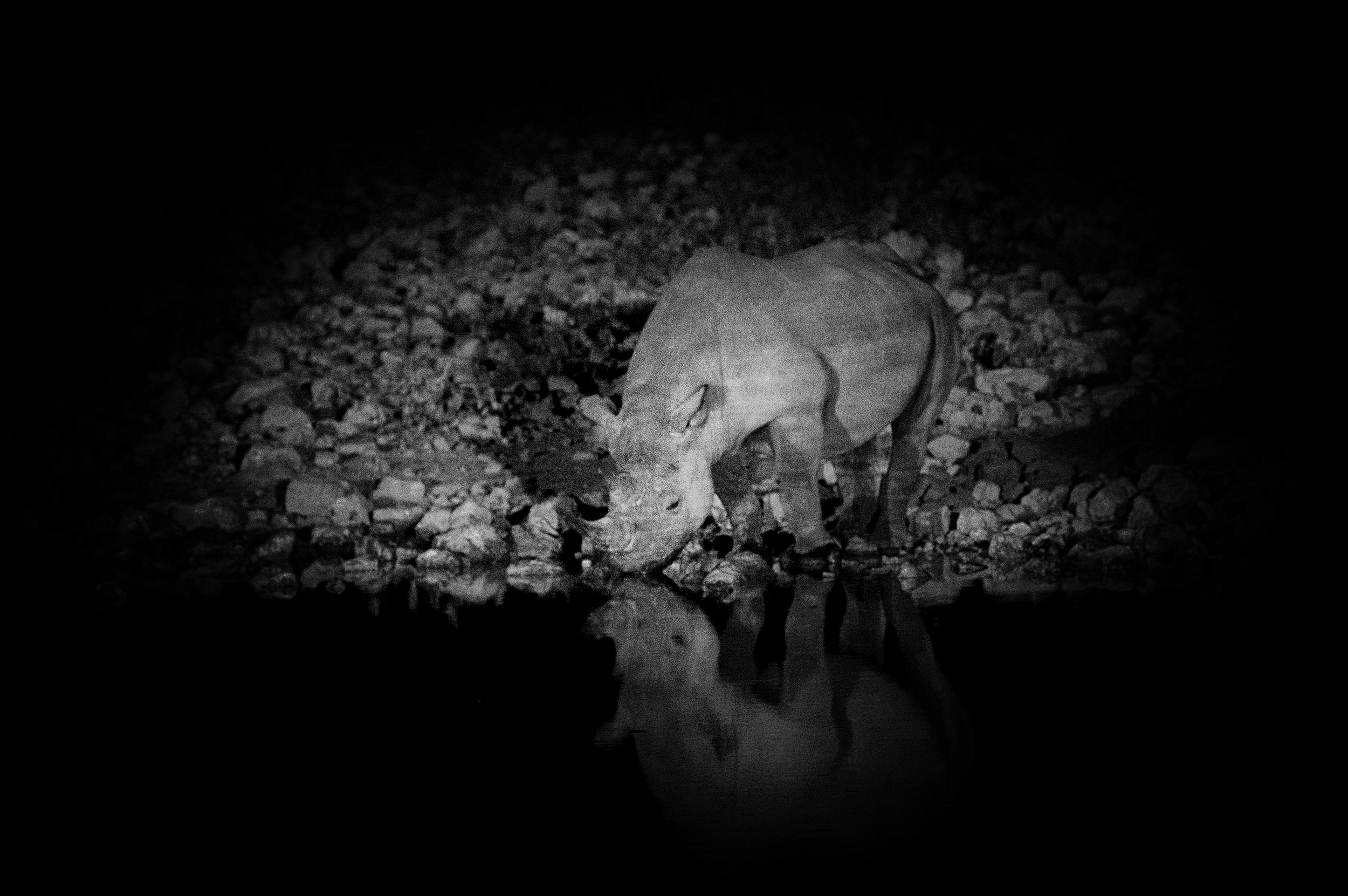  ETOSHA, NAMIBIA 