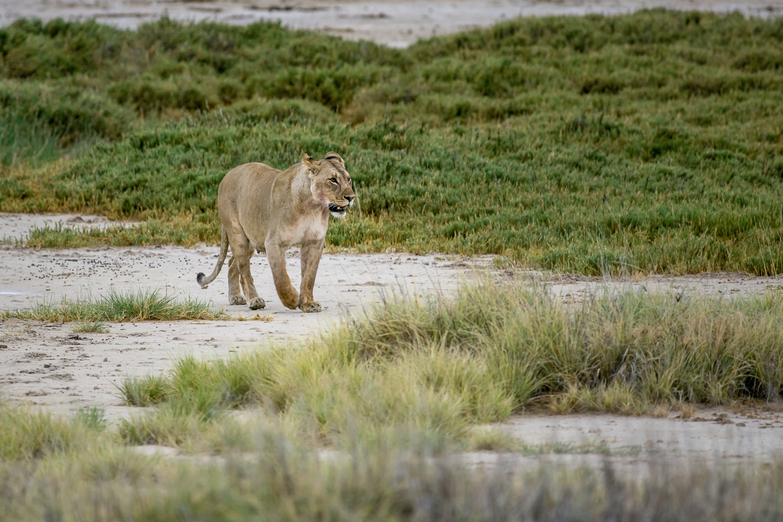  ETOSHA, NAMIBIA 