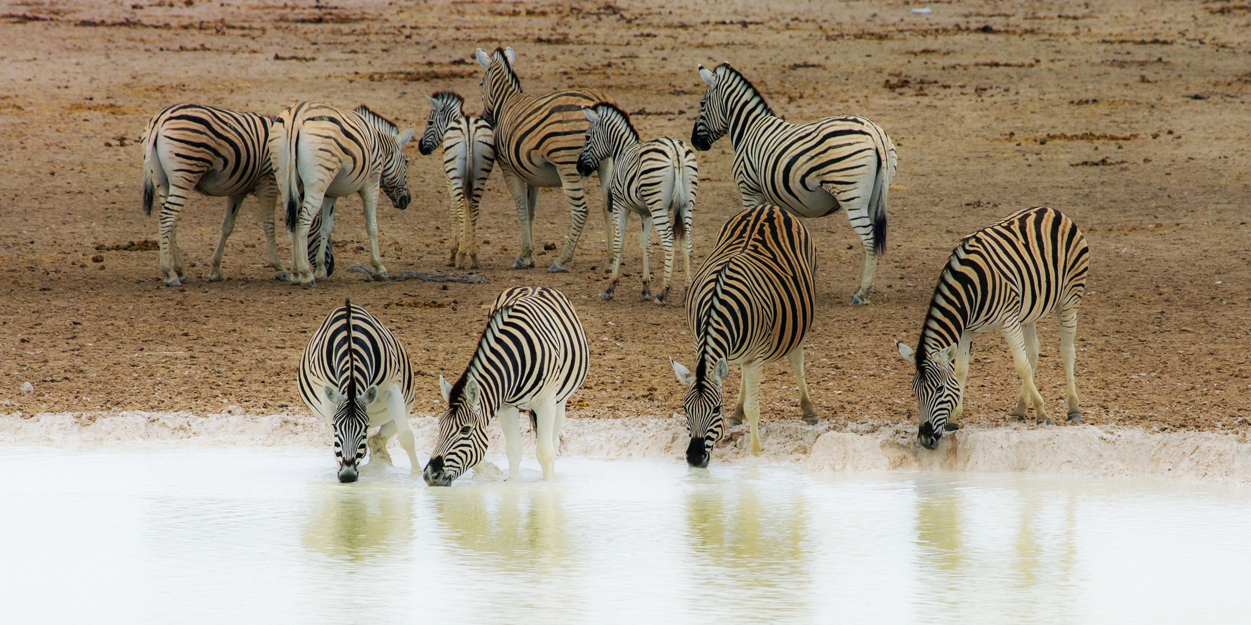  ETOSHA, NAMIBIA 