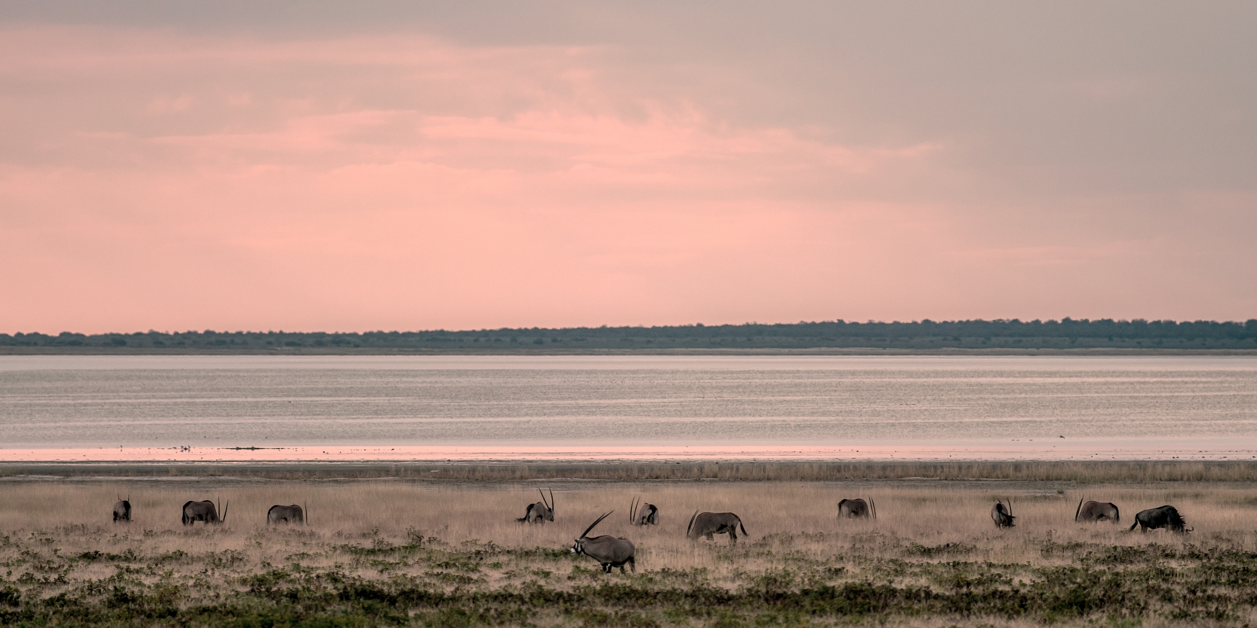  ETOSHA, NAMIBIA 