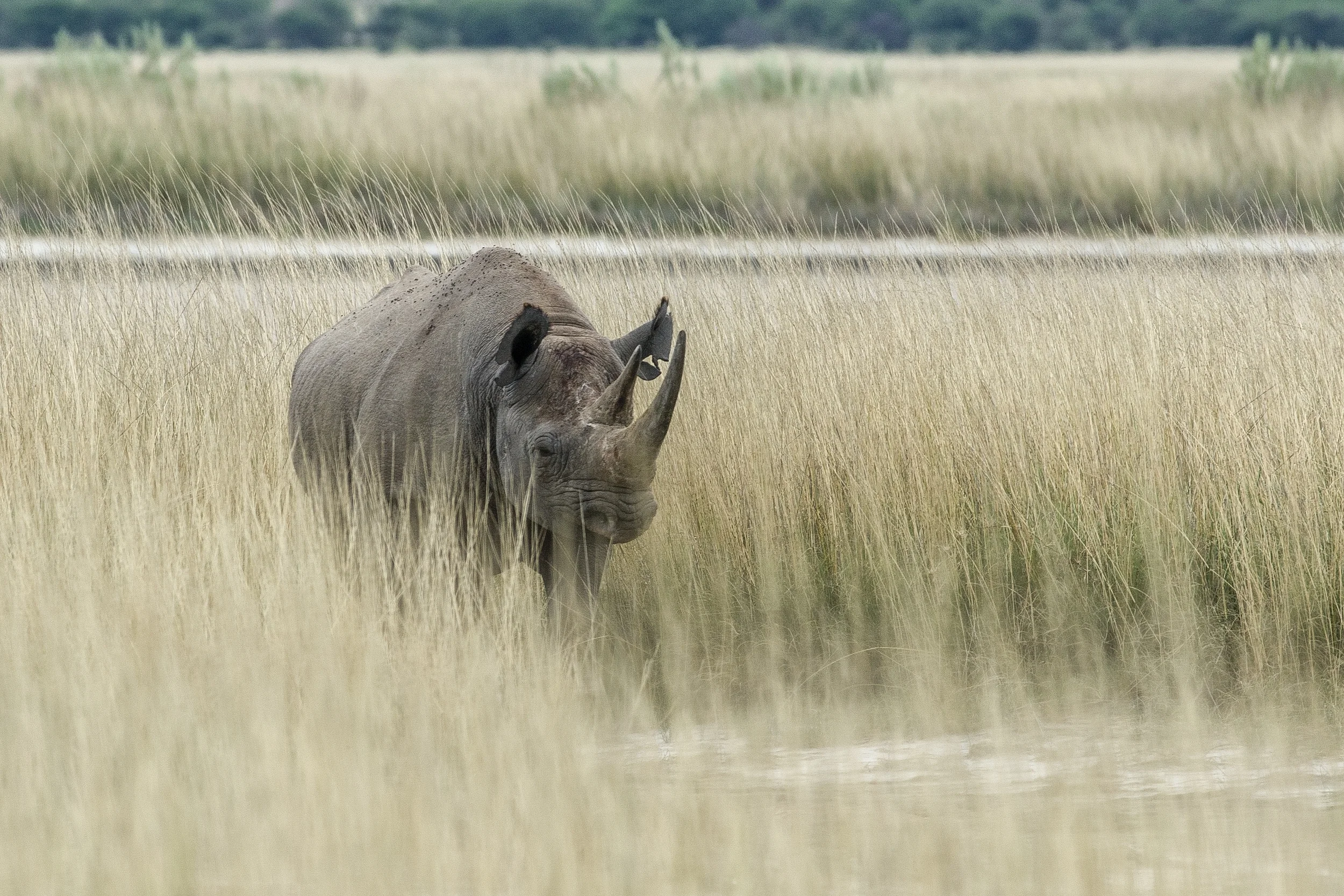 ETOSHA, NAMIBIA