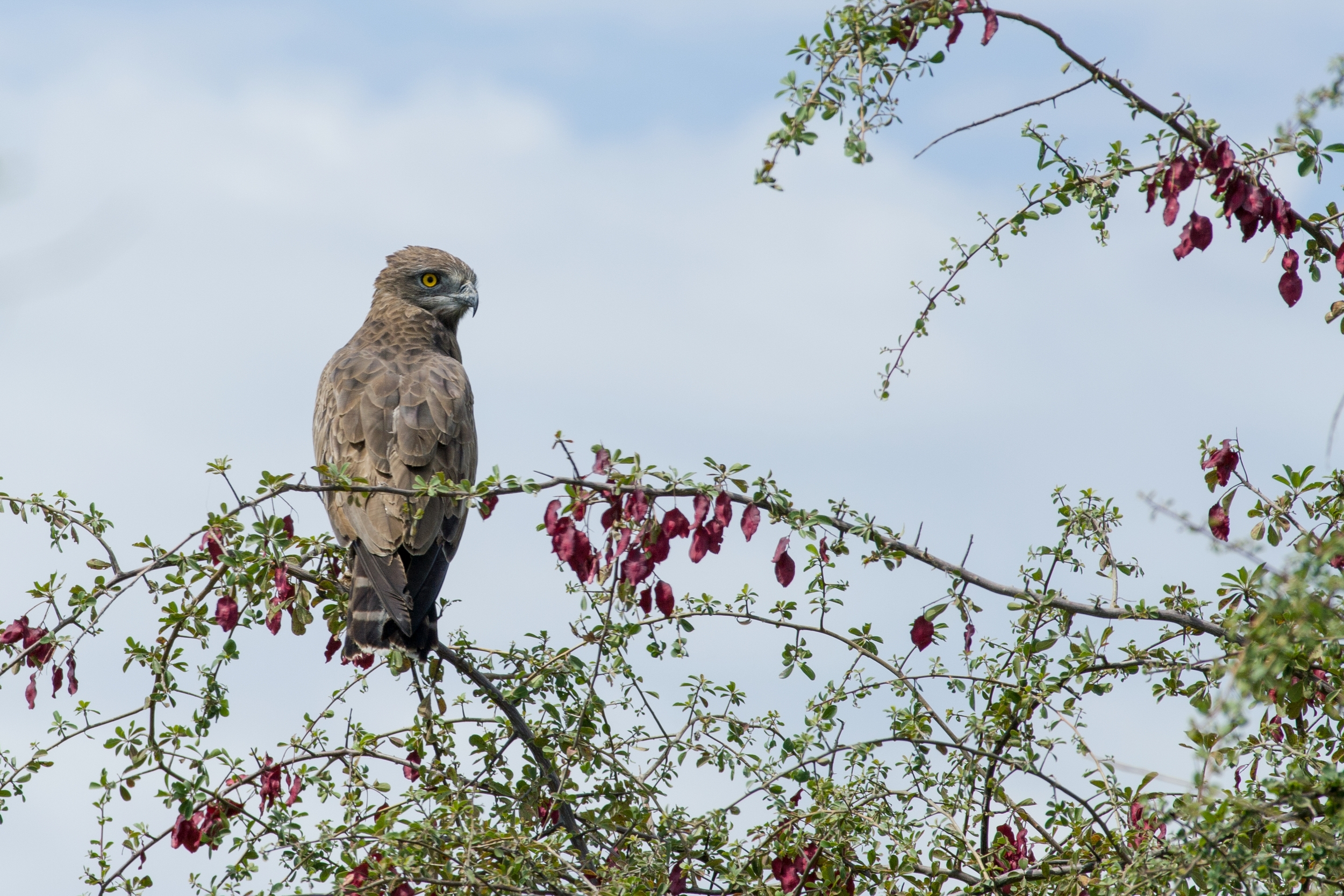  ETOSHA, NAMIBIA 