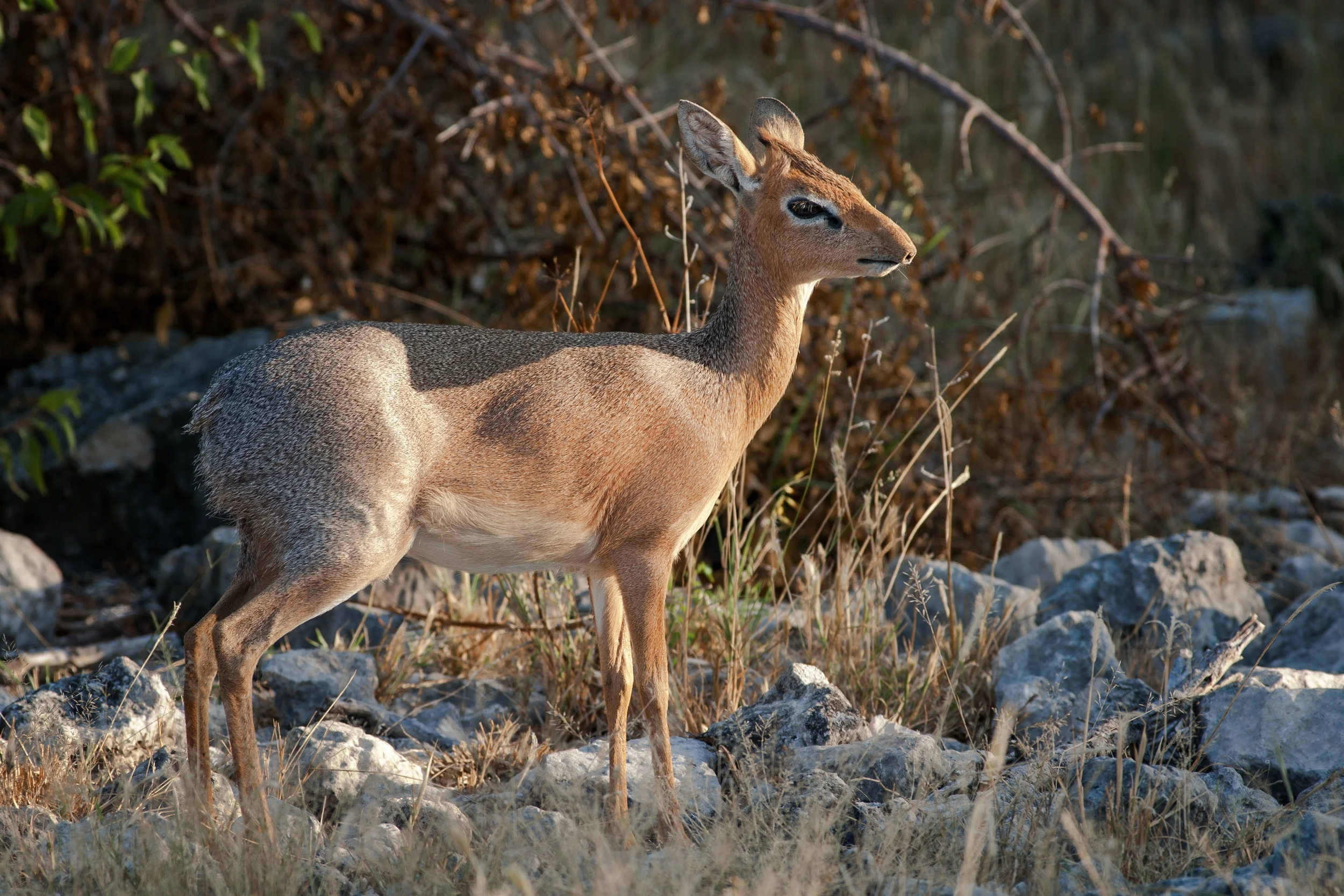 ETOSHA, NAMIBIA