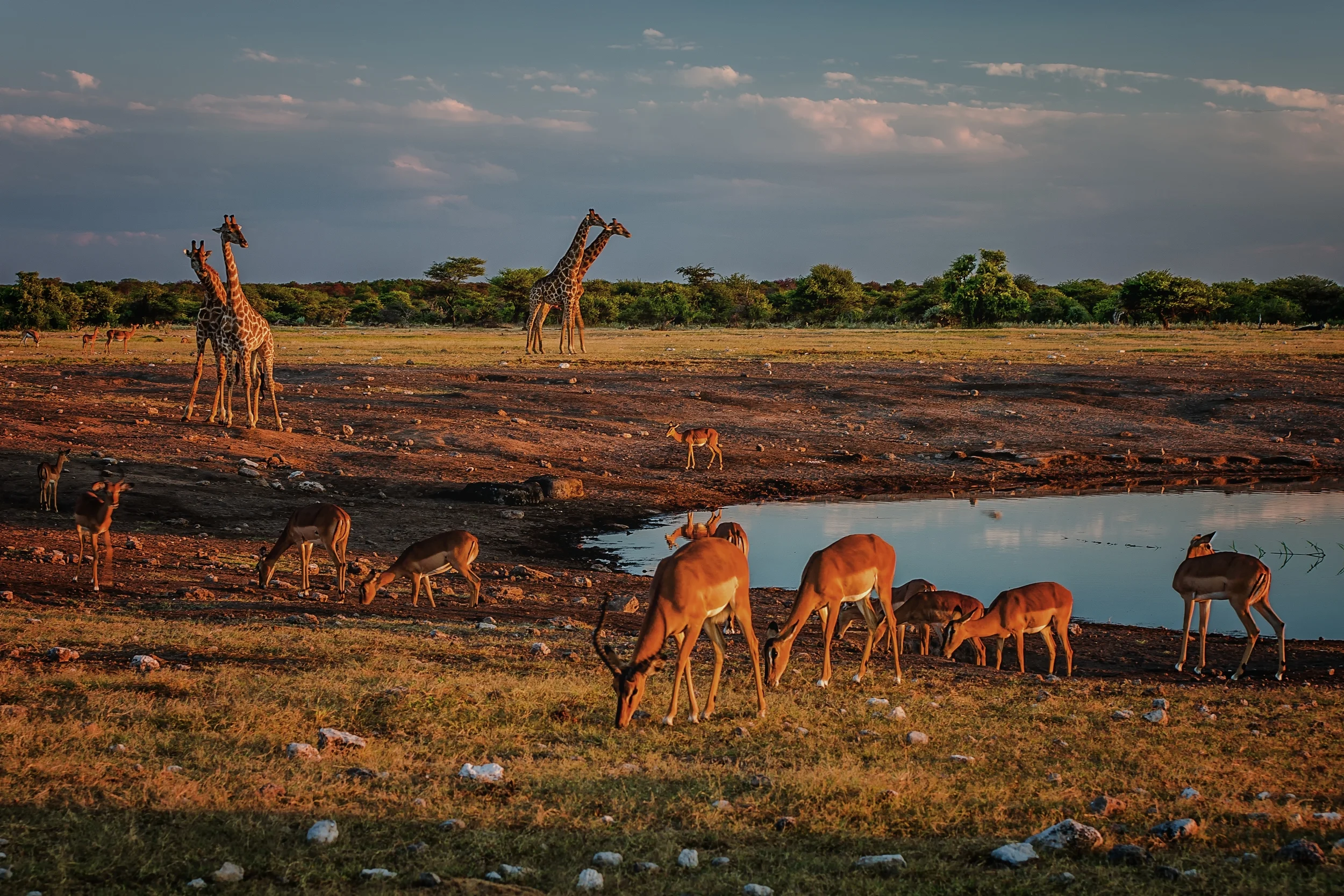 ETOSHA, NAMIBIA