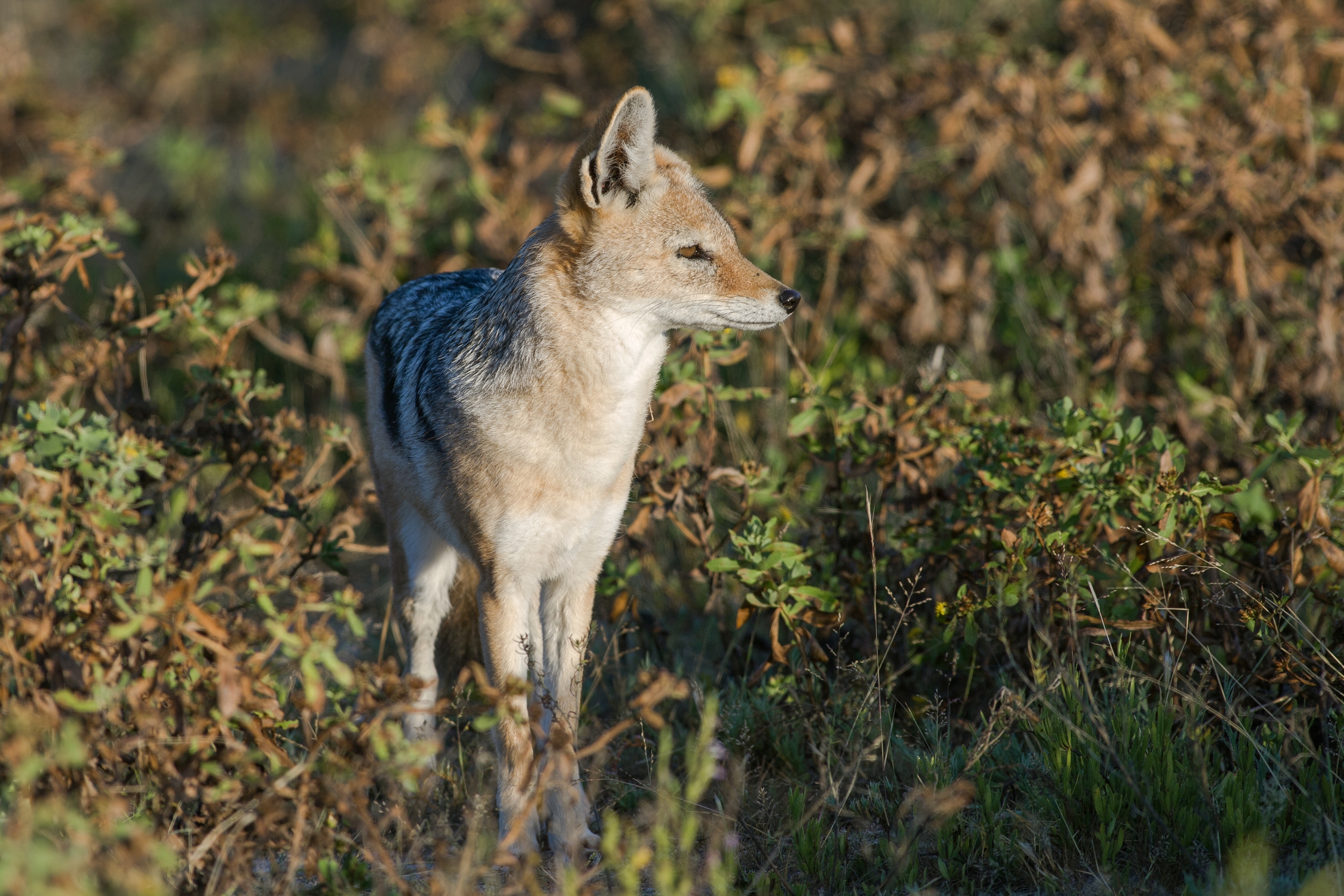  ETOSHA, NAMIBIA 