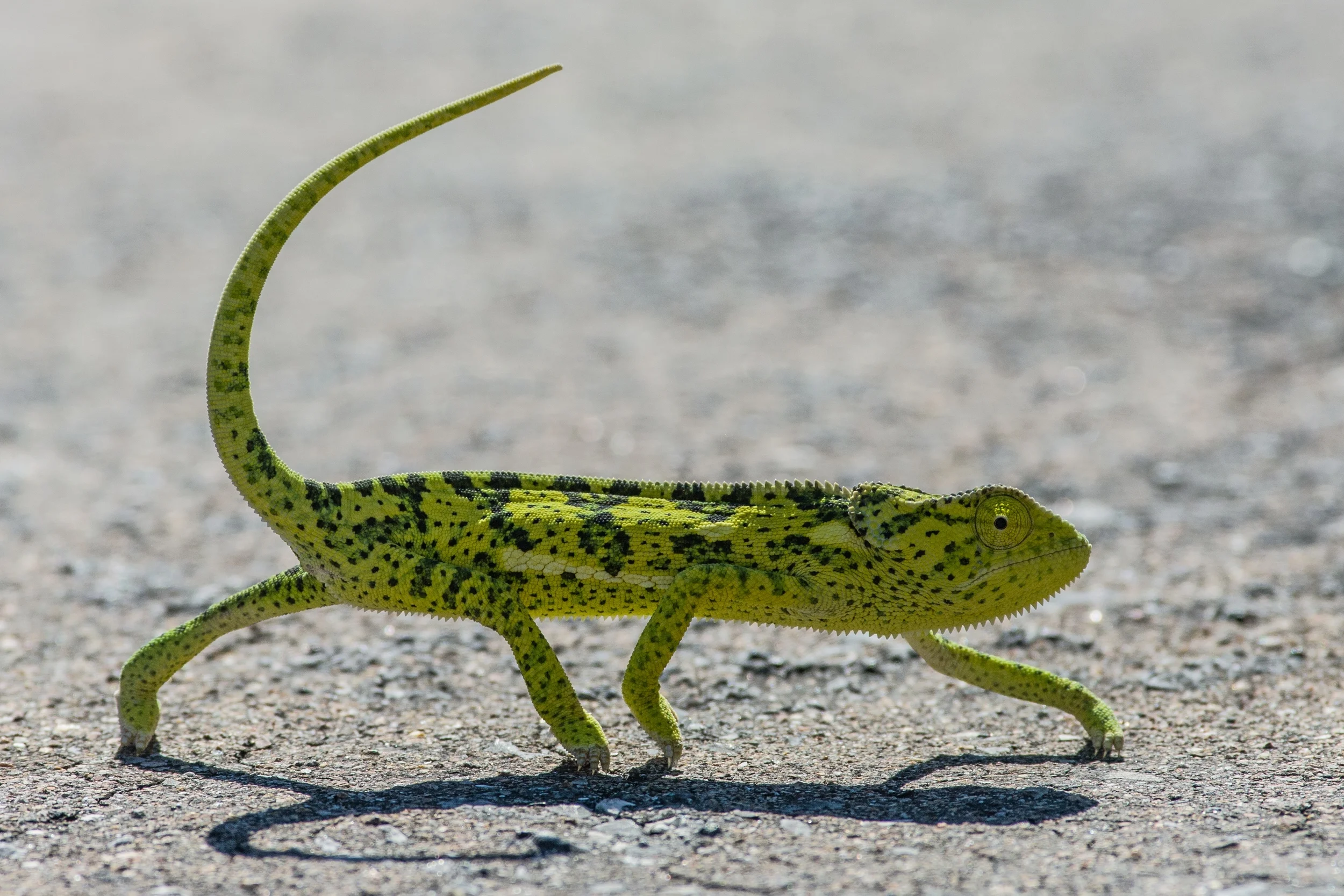 ETOSHA, NAMIBIA
