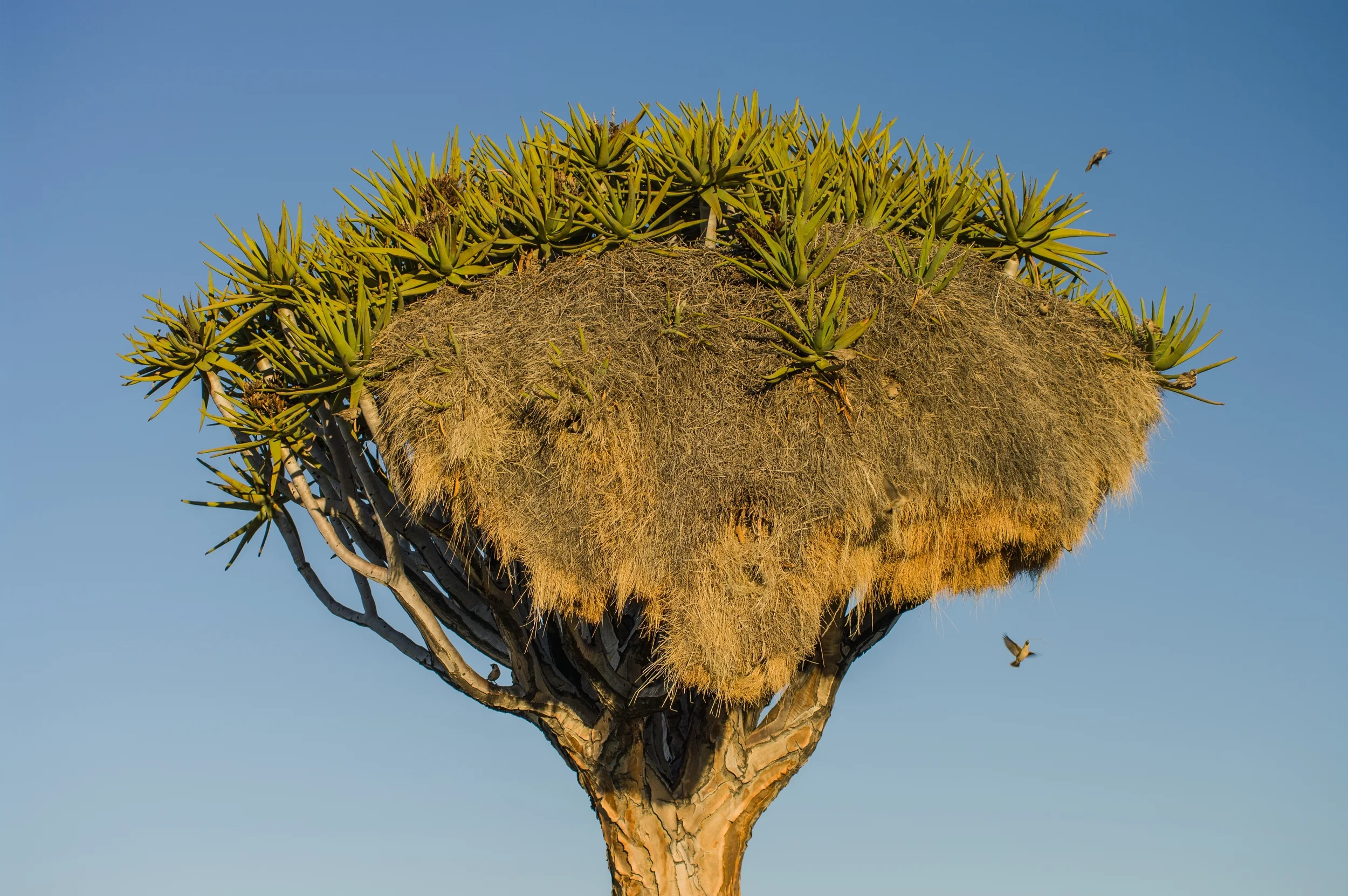 KEETMANSHOOP, NAMIBIA