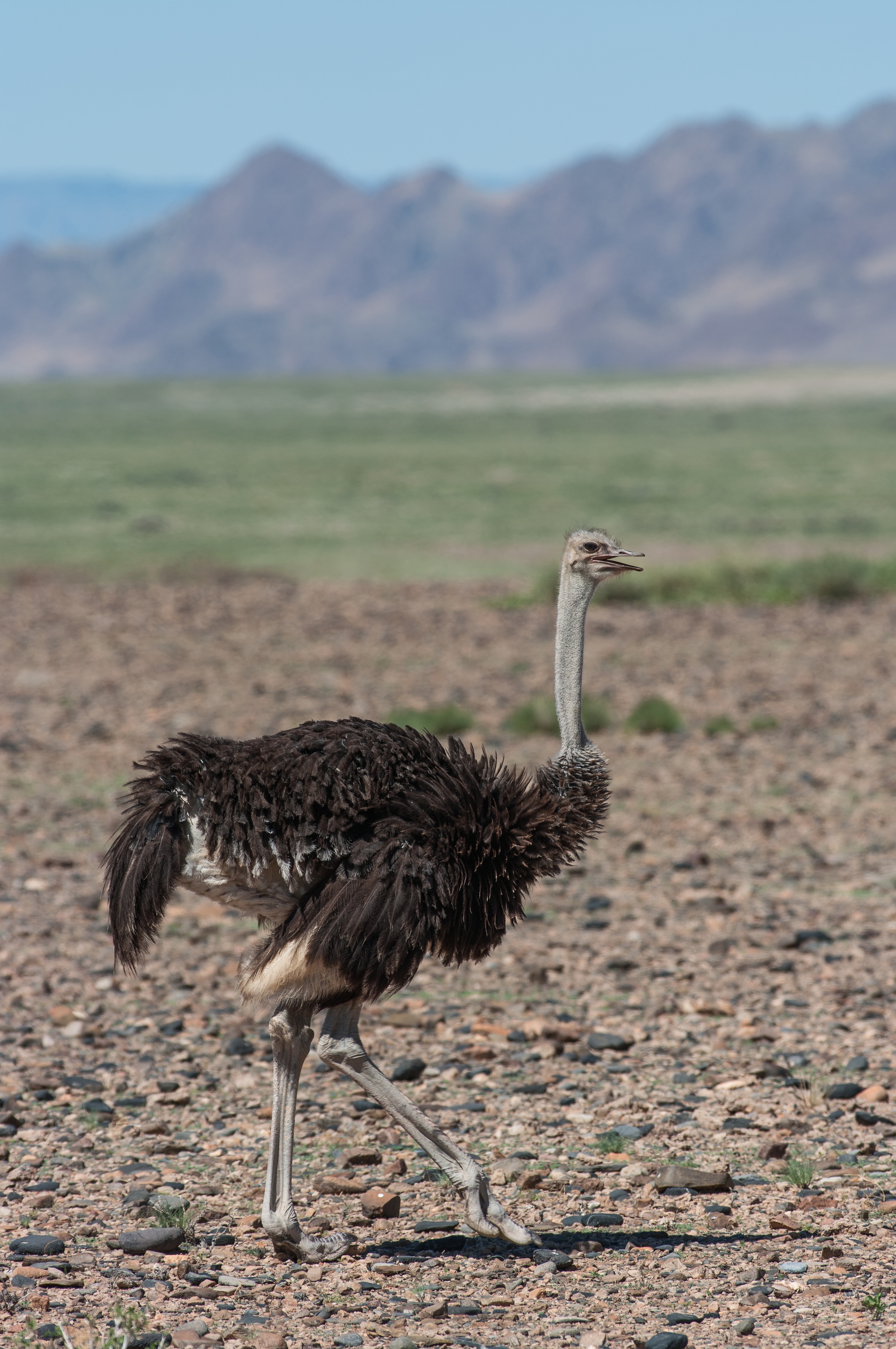  SESRIEM, NAMIBIA 