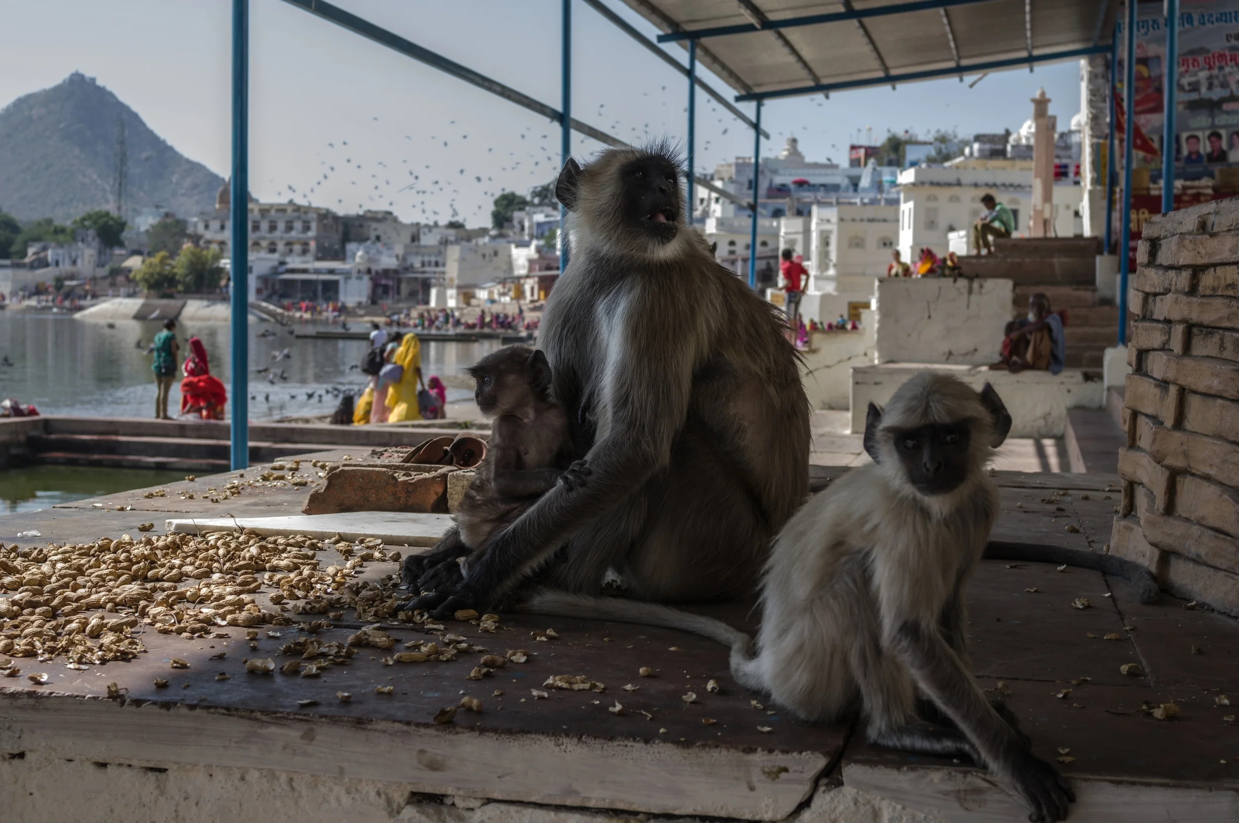 PUSHKAR, INDIA