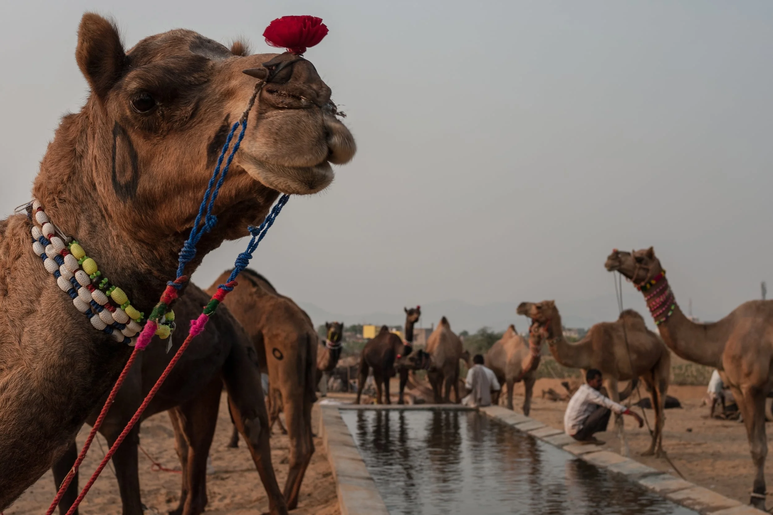 PUSHKAR, INDIA
