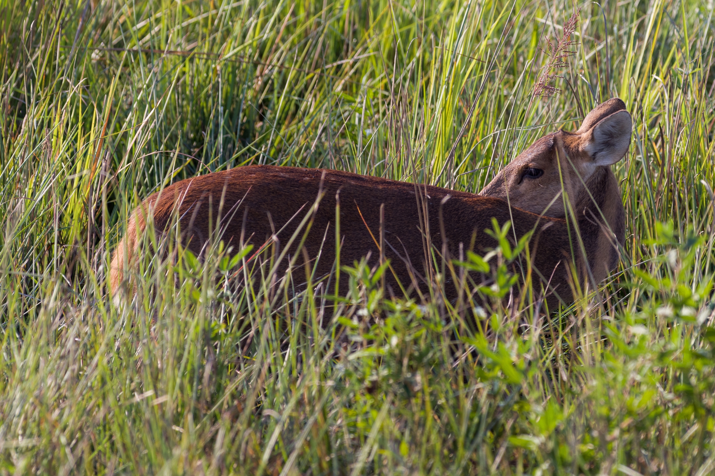  NP KAZIRANGA, INDIA 