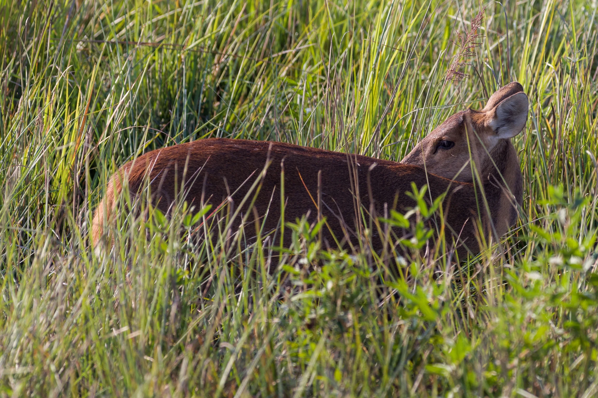 NP KAZIRANGA, INDIA