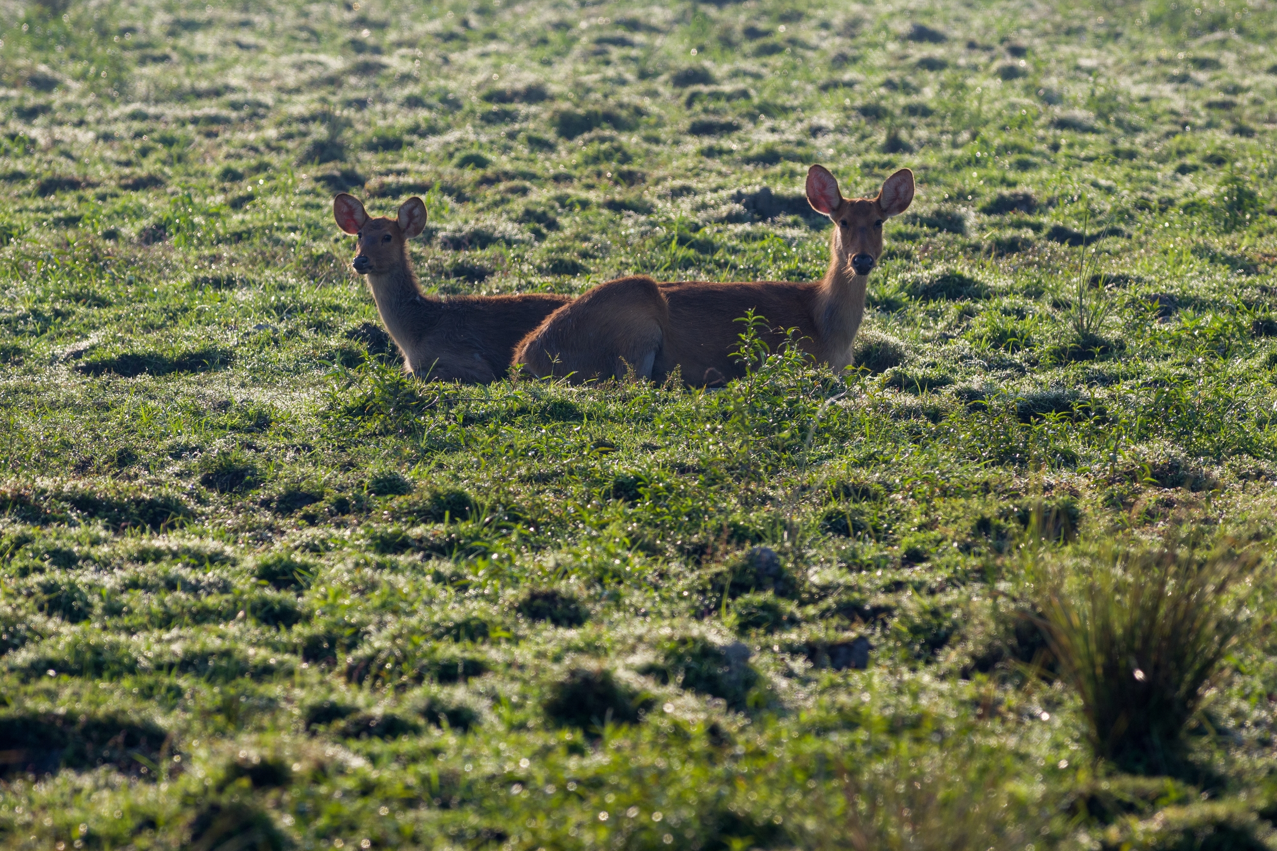  NP KAZIRANGA, INDIA 