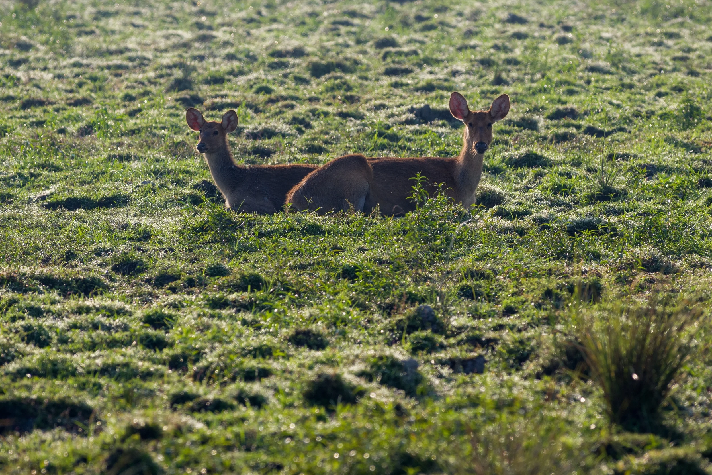 NP KAZIRANGA, INDIA