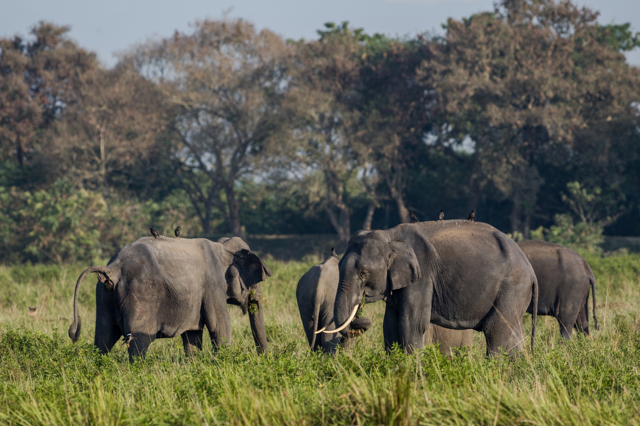  NP KAZIRANGA, INDIA 